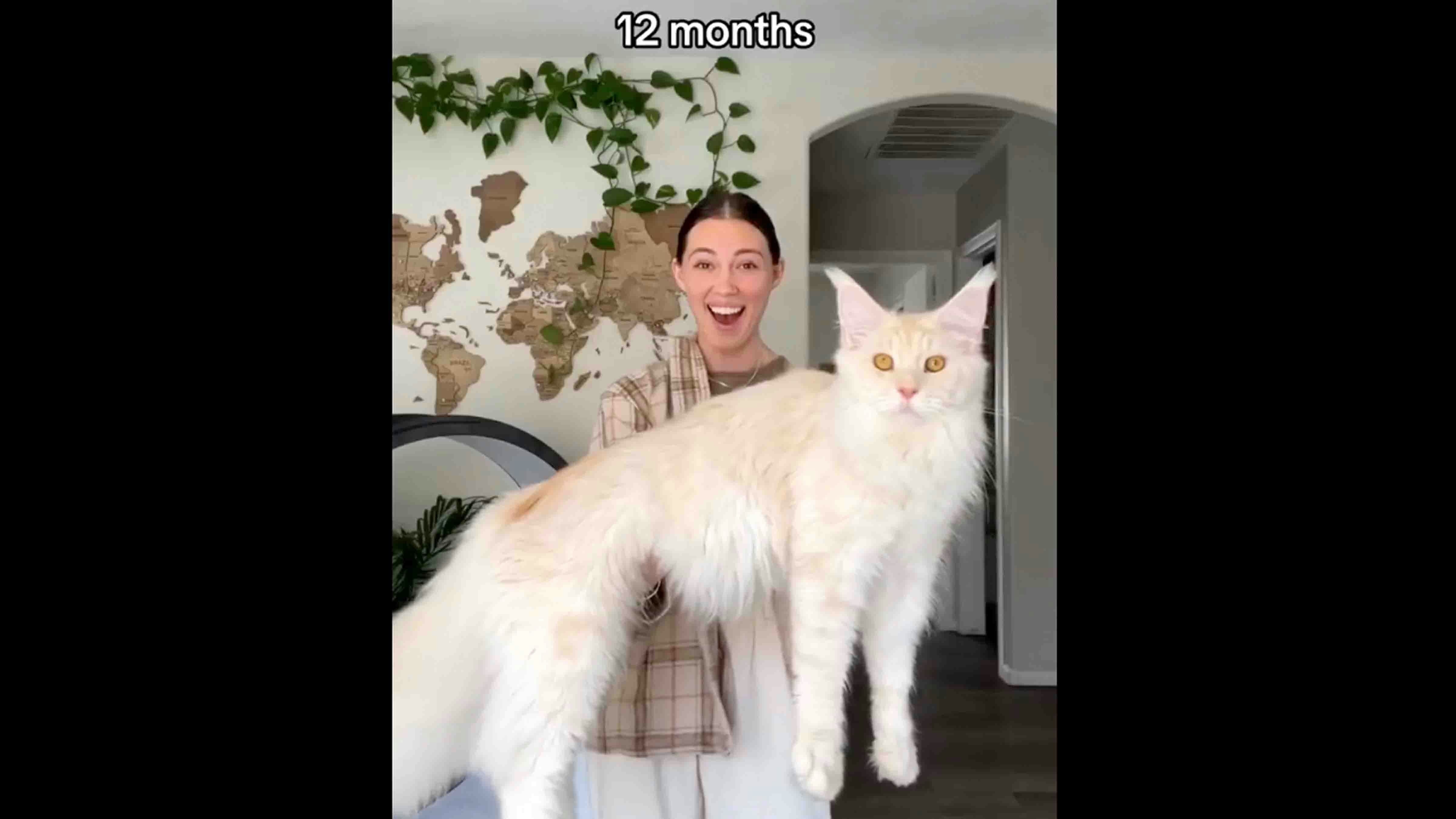 Gigantic cats 8 10 25