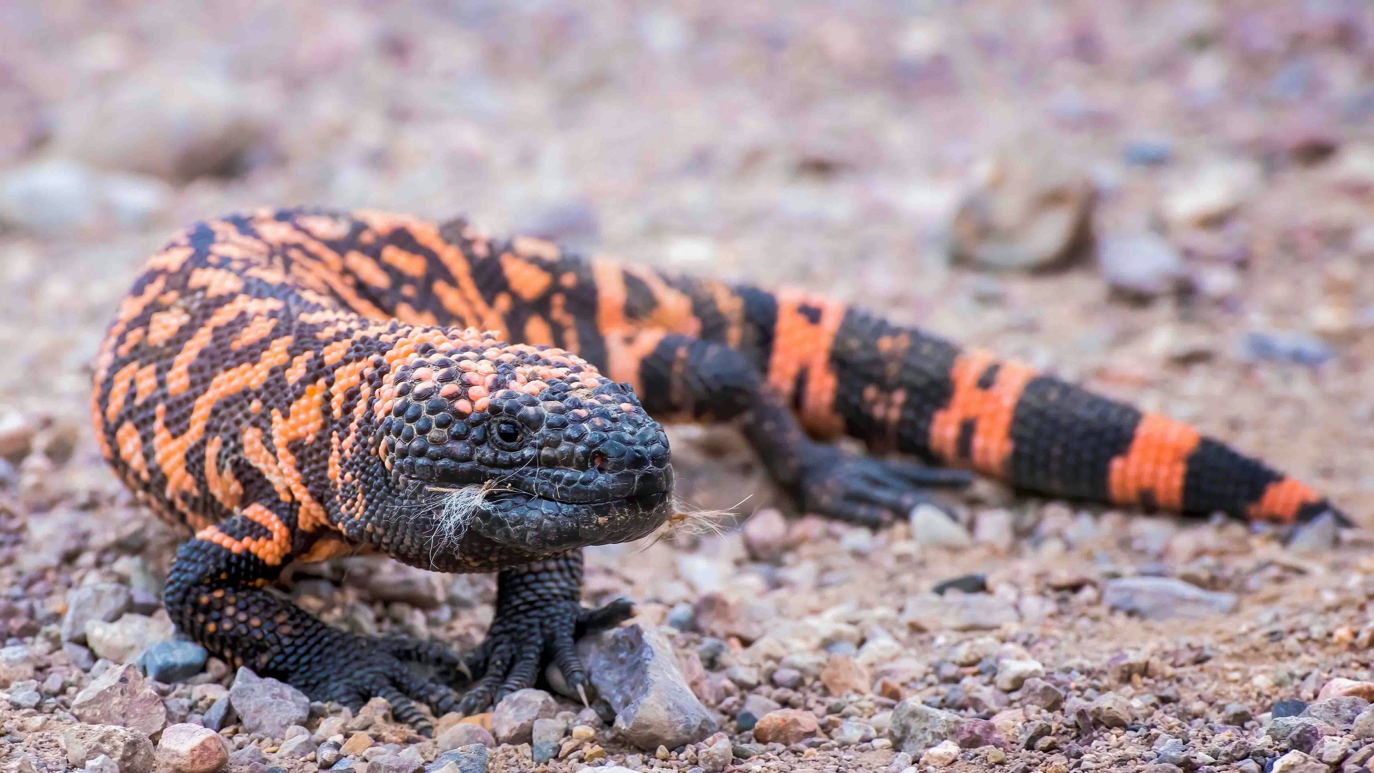 A Wyoming man and retired federal game warden helped bust the bizarre 1970s heyday of America's illegal reptile trade by taking venomous Gila monsters to the bar. That includes a shady dealer who was bitten by one and “drank tequila until he felt better.”