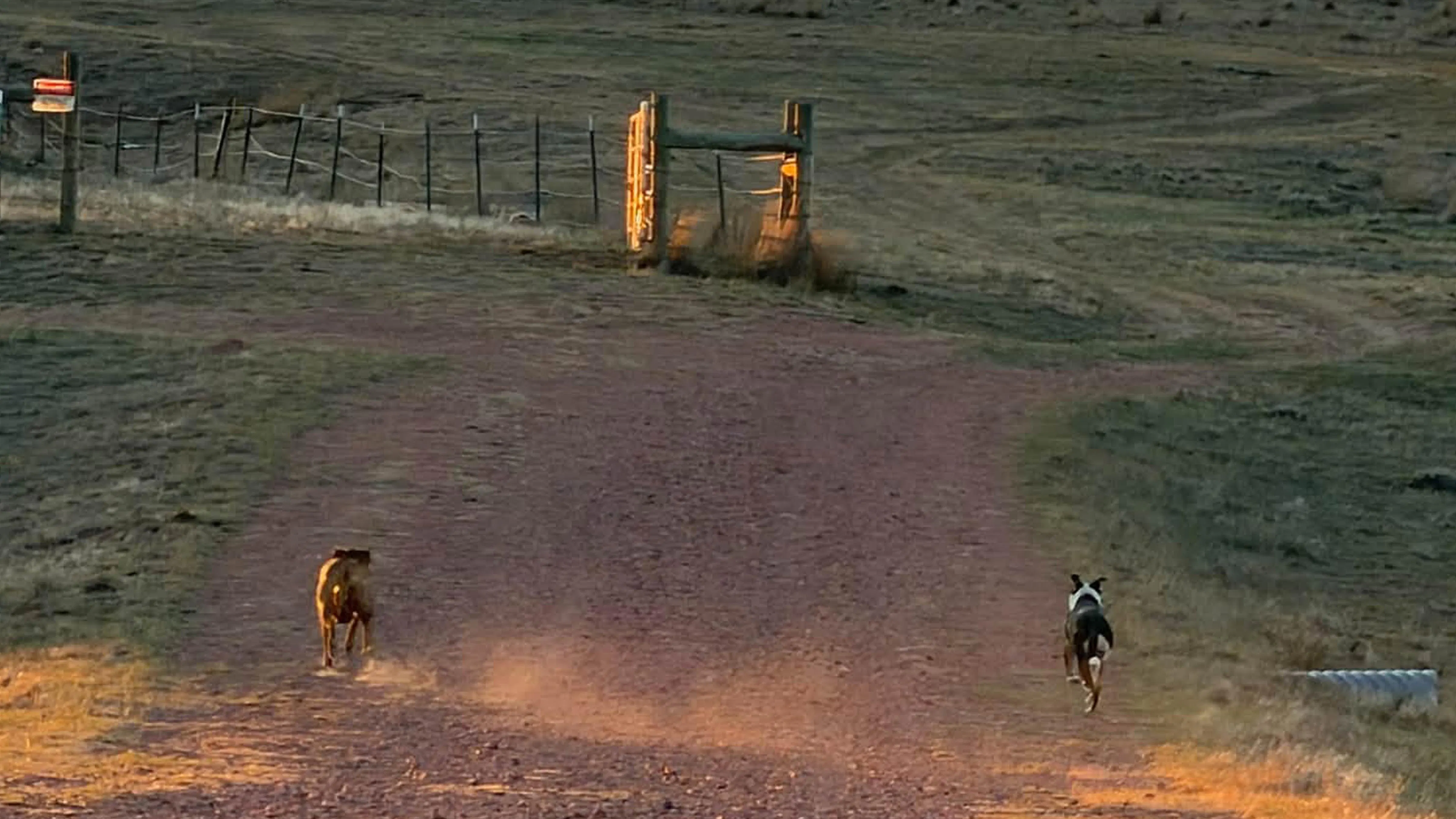 Two loose dogs take off after chasing horses at Kaylee Little’s horse breeding business in Gillette on Tuesday night. Little said she recognized the pair from photos shared by another local owner whose horse was attacked earlier this month.