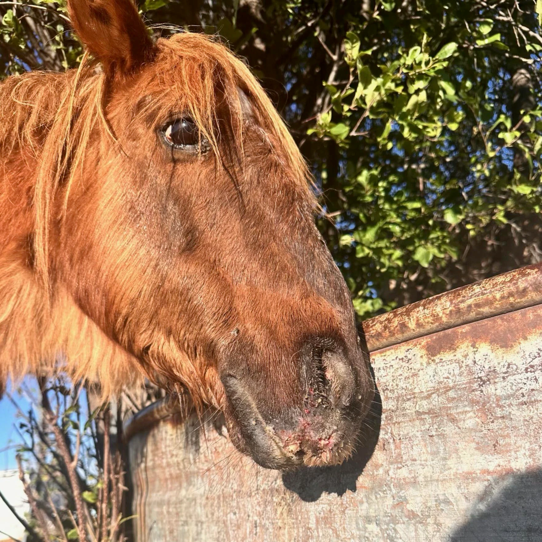 Injuries to the face of Dana Miller’s pony, Woodrow, following an attack by loose dogs in Gillette. The severity of the wounds and resulting infection led Miller to make the decision to euthanize him.