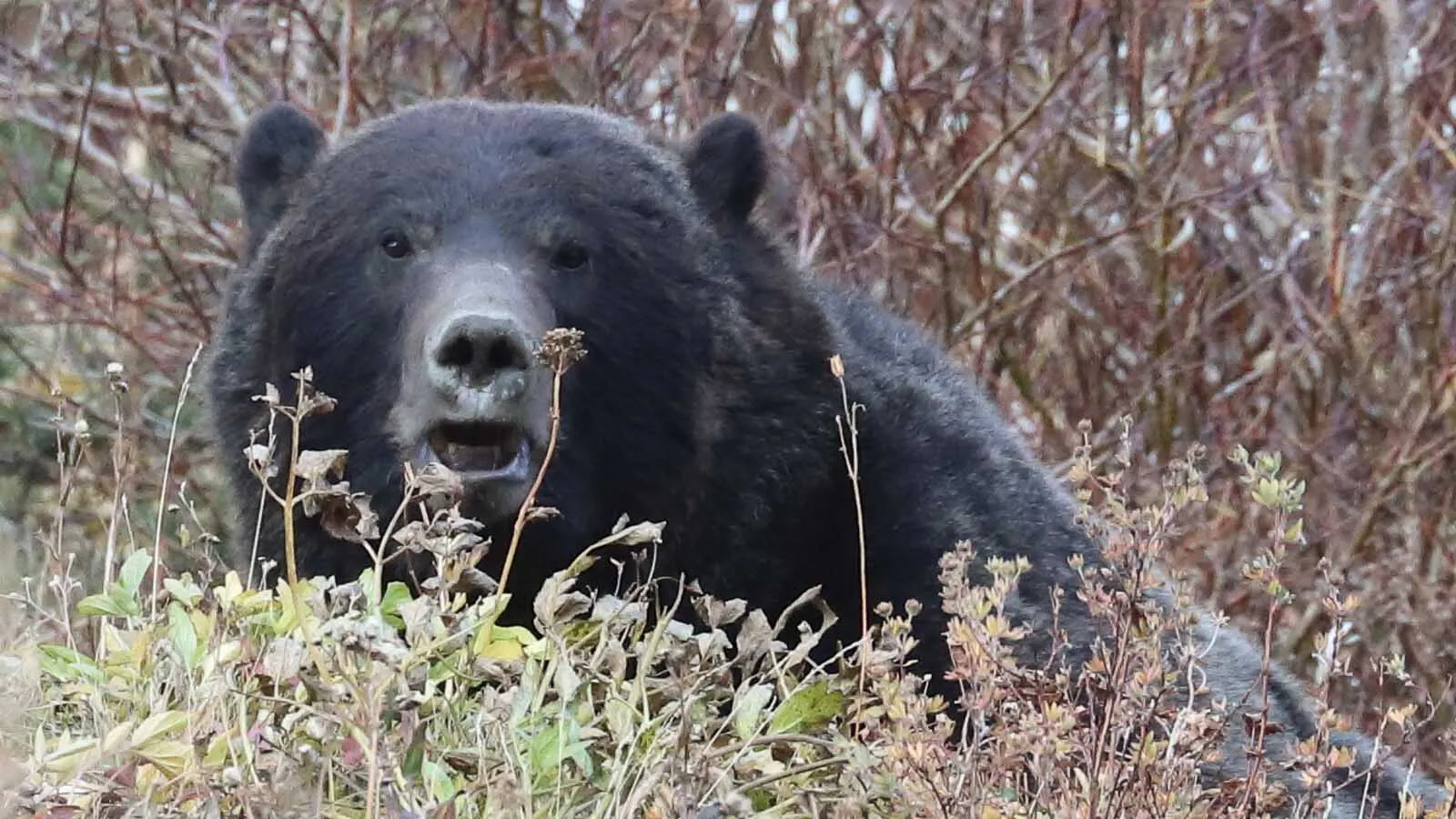 Montana Suspected Fatal Grizzly Attack Happened Same Day As Yellowstone MaulingMark HeinzMay 08, 2026