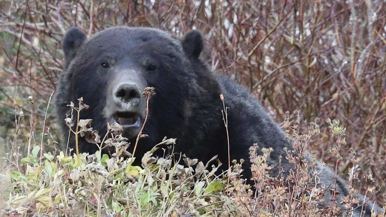 This grizzly bear was photographed Wednesday in Glacier National Park, roughly 15 miles from where the body of a suspected fatal grizzly attack victim was found that same day.