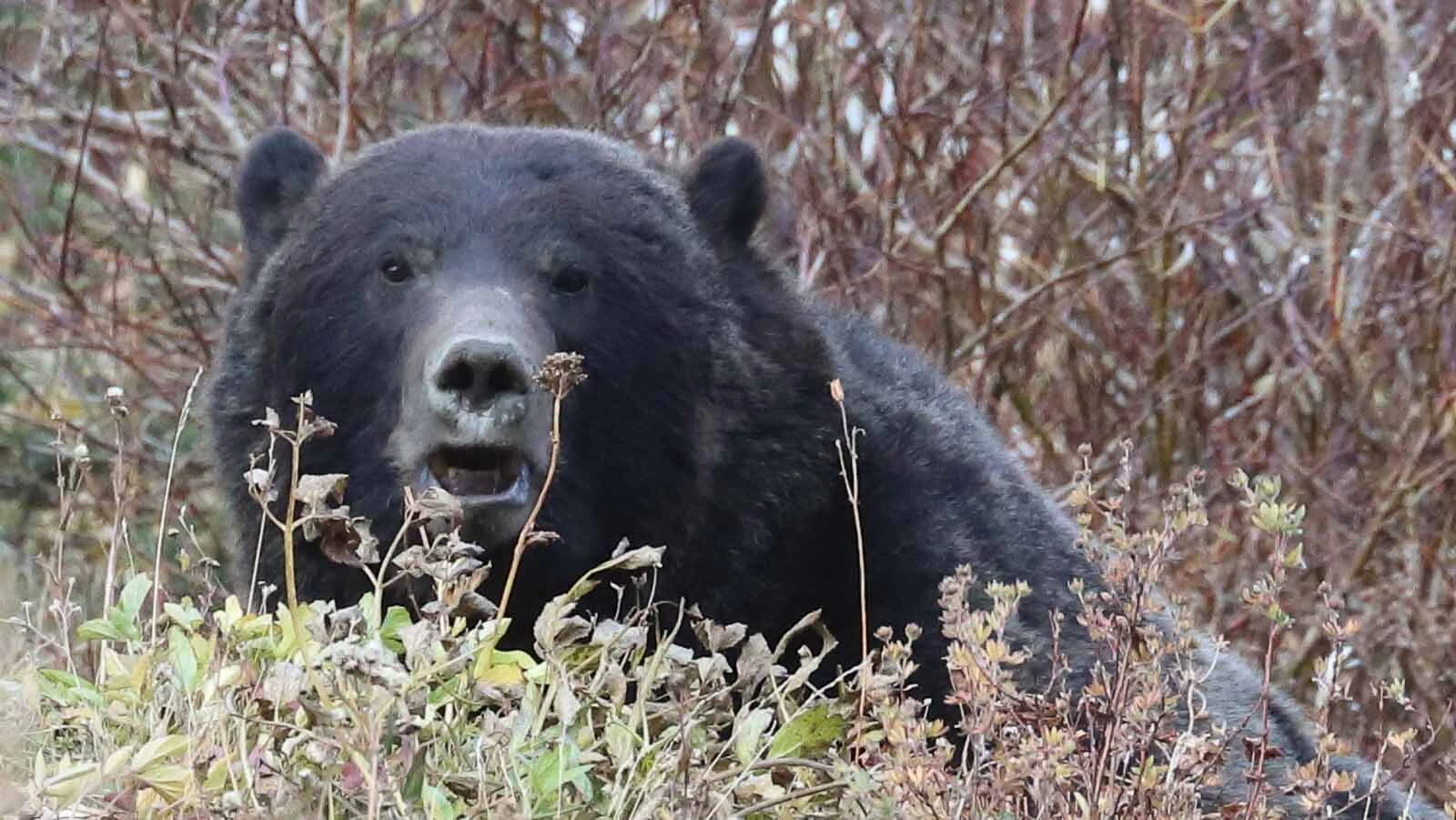 A large grizzly bear is pictured here in the backcountry of Glacier National Park in Montana. 2026 has been a busy year for bear attacks in North America, involving both grizzlies and black bears.