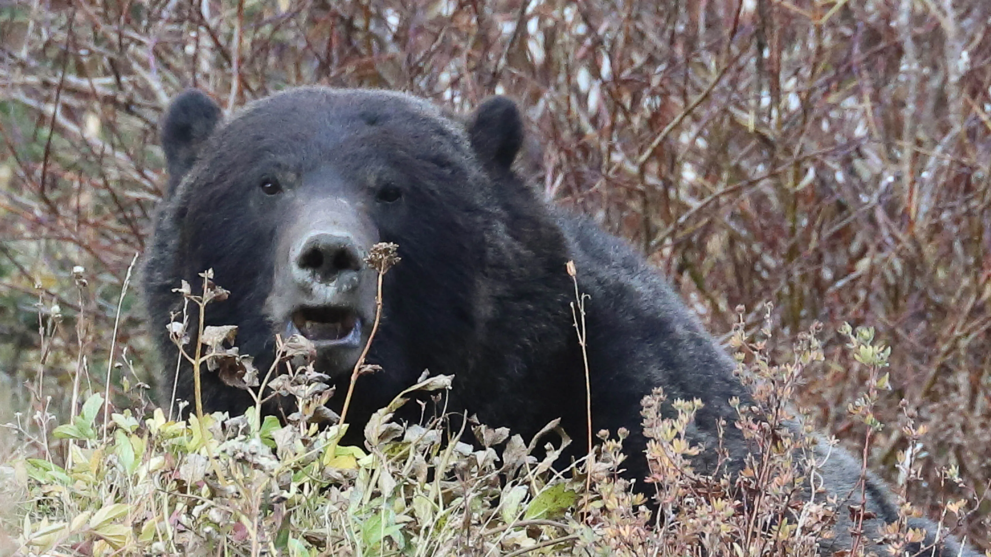 This grizzly was photographed on May 6 in Glacier National Park in Montana. There was a fatal bear attack in the park on May 3.