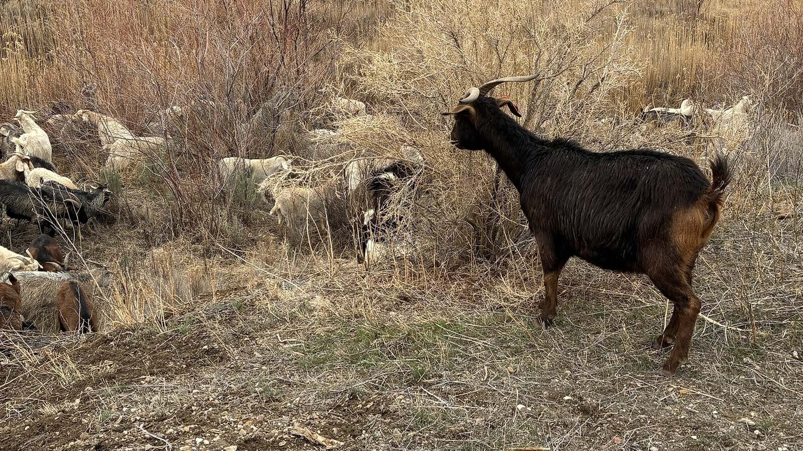 A $58,000 contract for hungry goats to chow down on creek-side vegetation for flood control in Rock Springs has opened a floodgate of anger and claims of corruption. Tempers are flaring over claims of government priority and transparency.