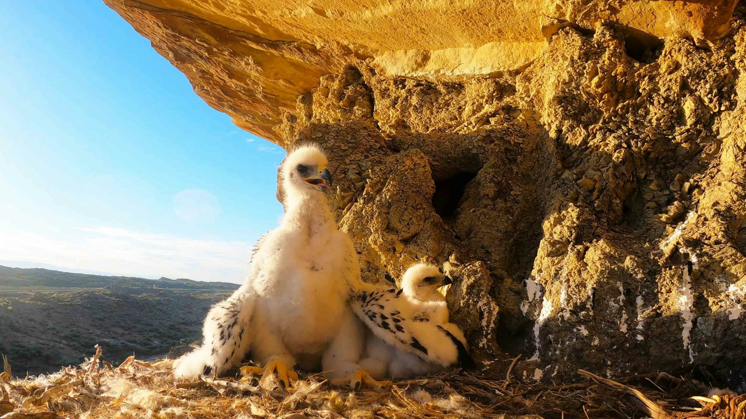 Golden eagle babies 6 20 22 scaled