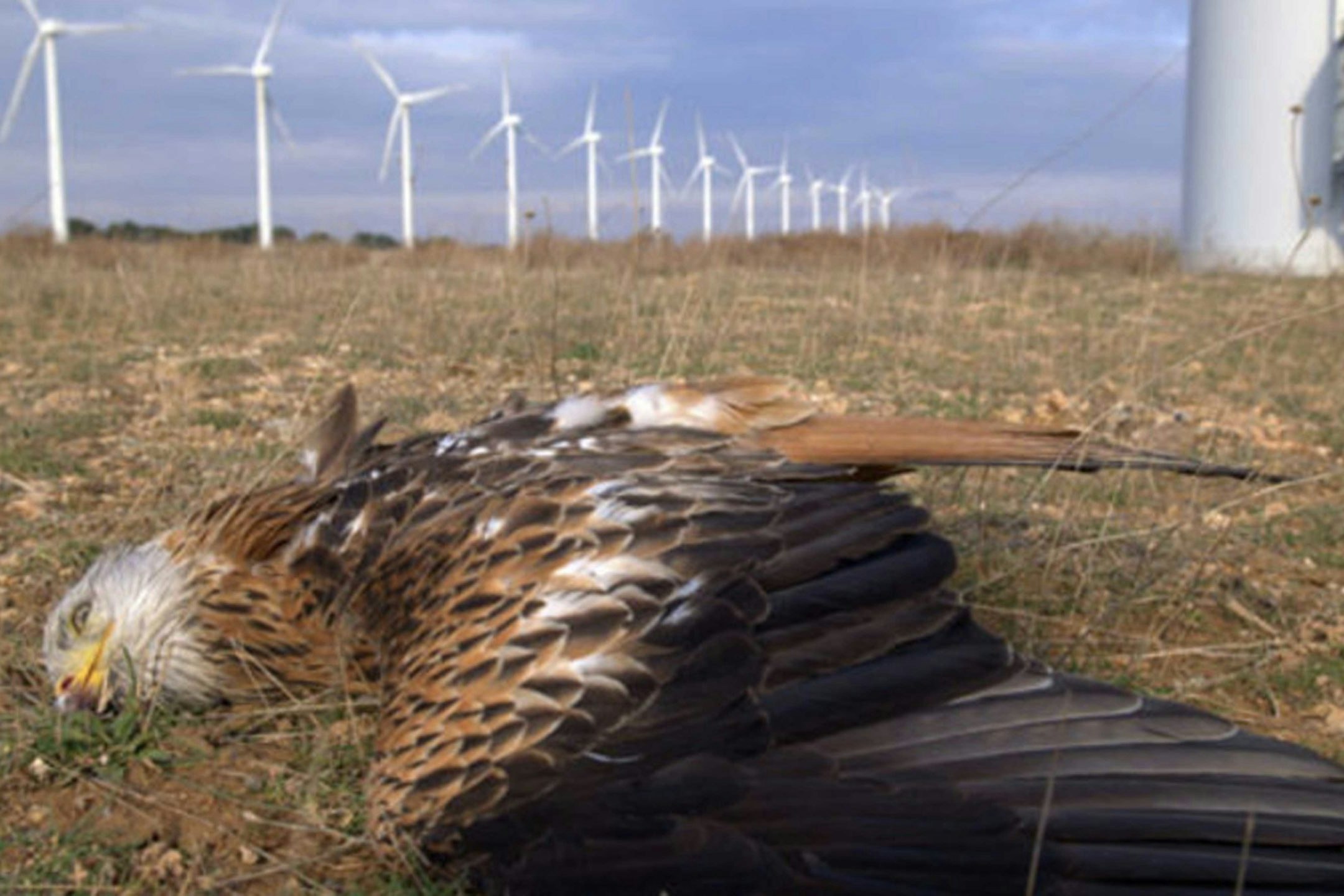 Eagles and other raptors like this European red kite are highly vulnerable to colliding with wind turbines.