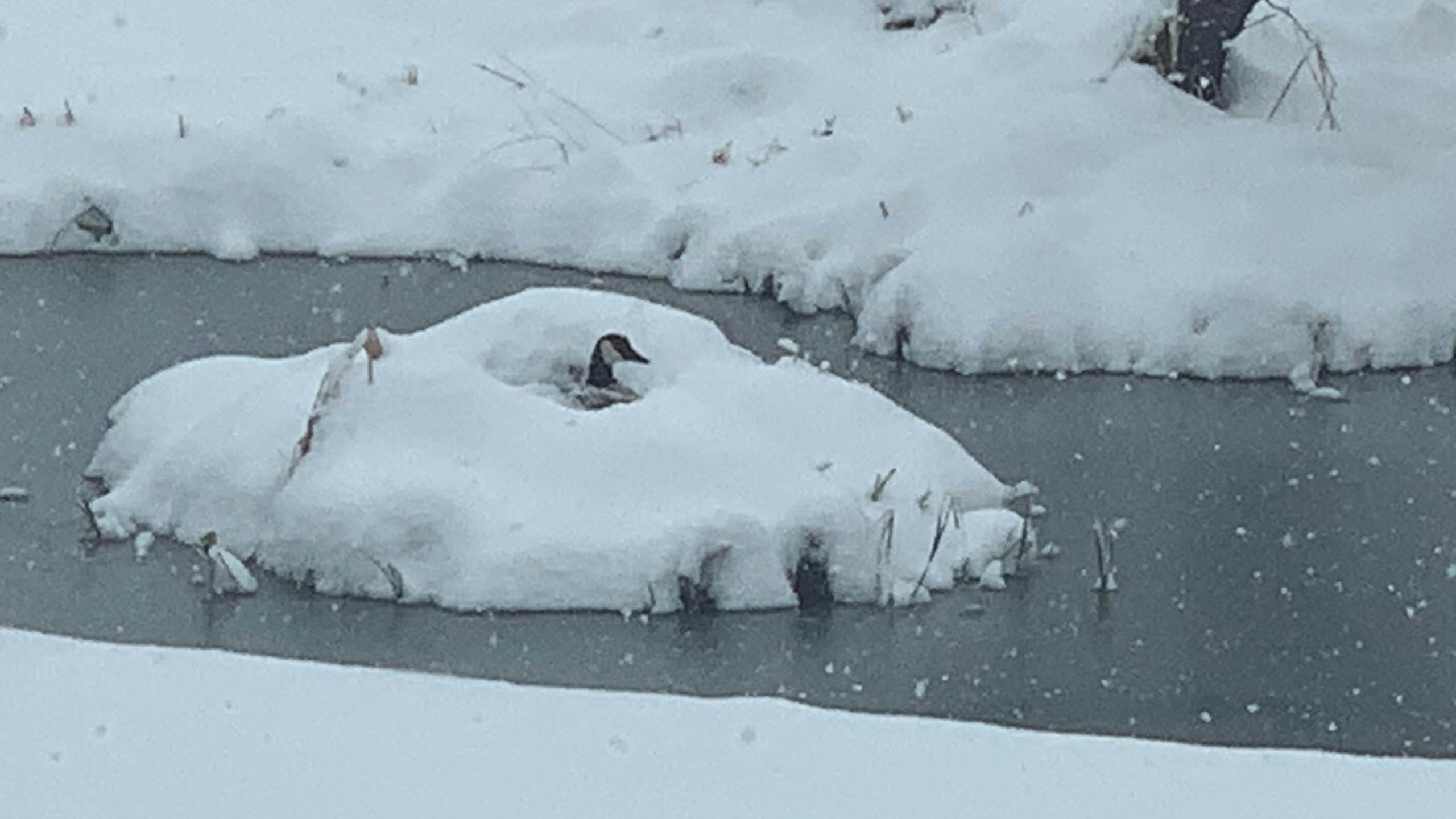 Goose sniffin 2 scaled