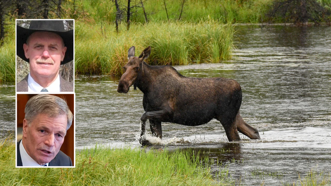 Gordon true moose 2 7 27 26
