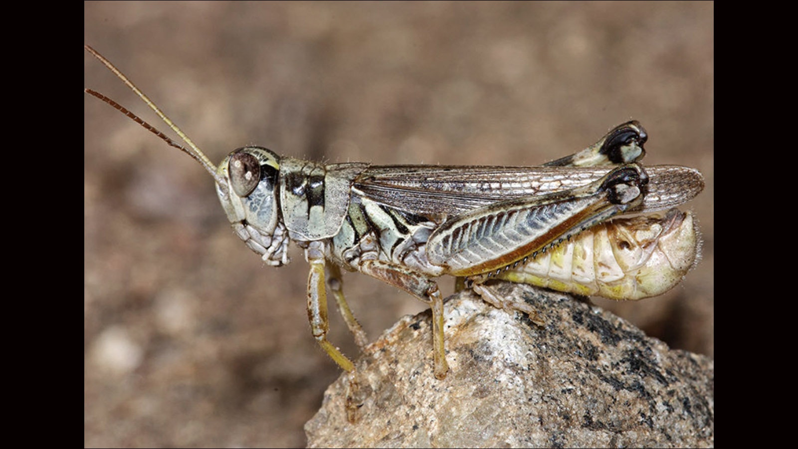 Grasshopper 8 21