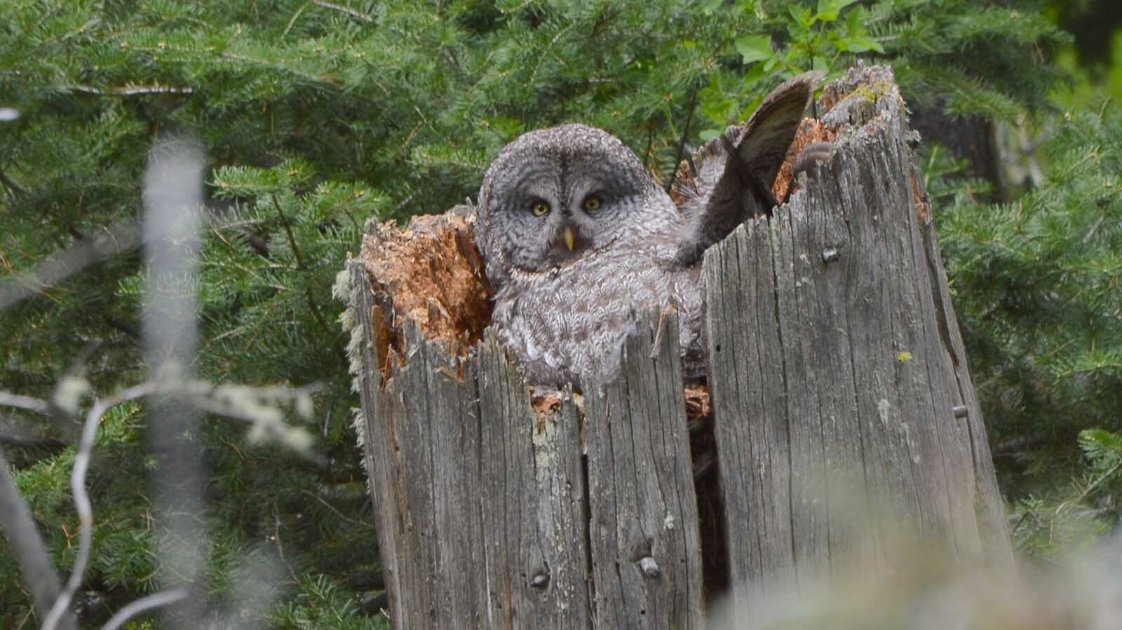 Great gray owls are native to the Grand Teton region of Wyoming. There’s concerned that barred owls might be moving in on their territory.