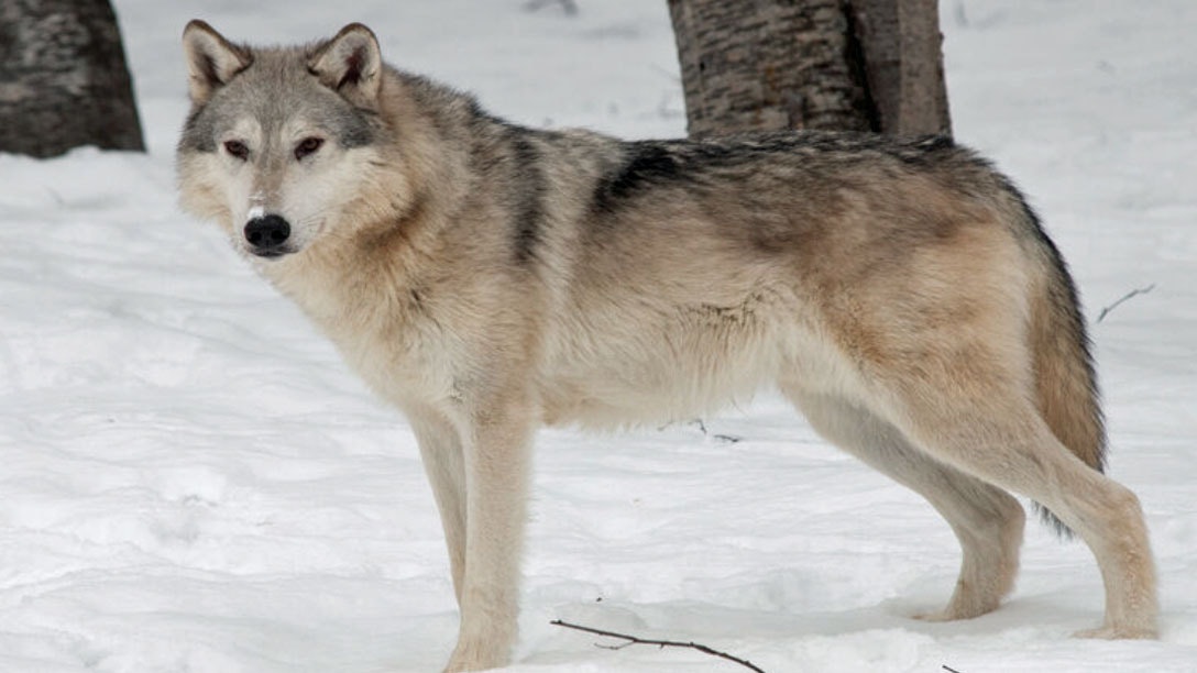 Gray wolf NPS