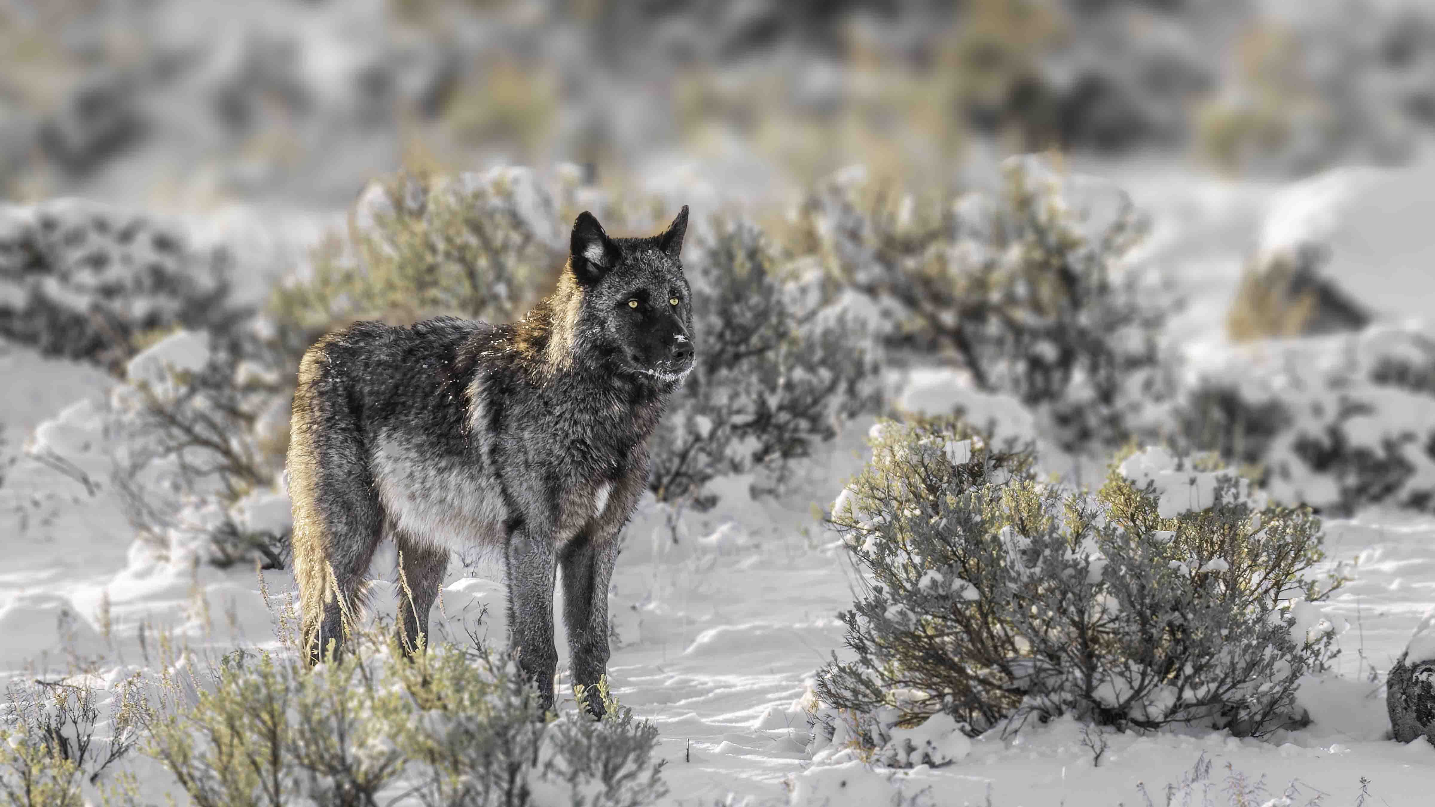 Gray wolf yellowstone 3 12 26