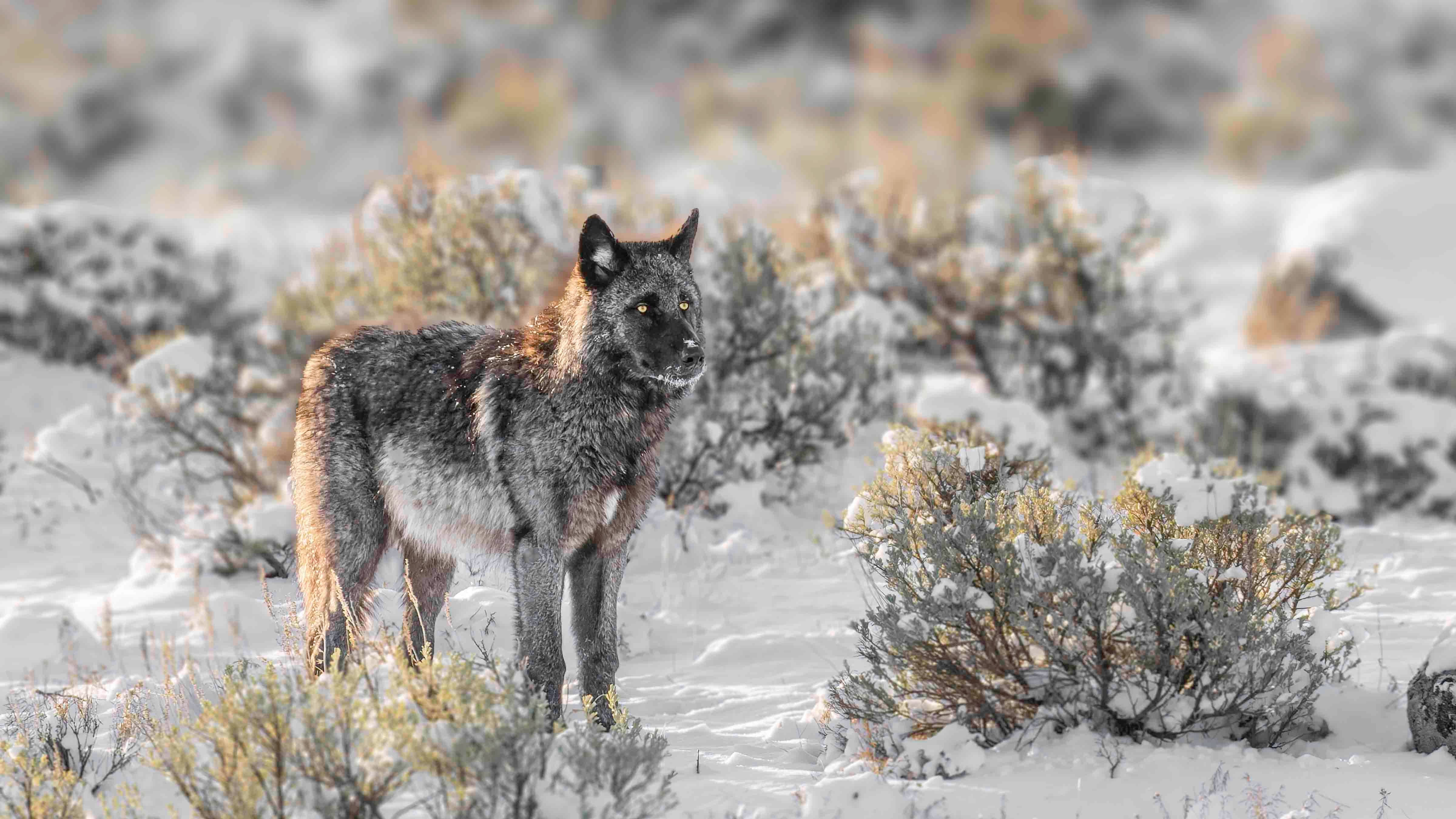 Gray wolf yellowstone 3 12 26
