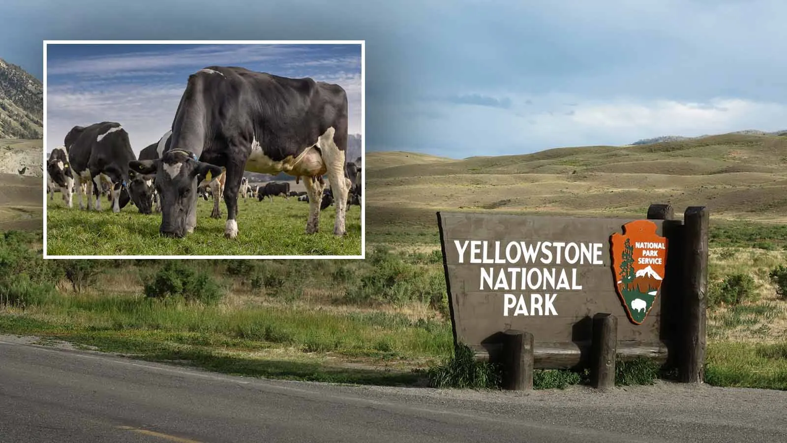 Grazing yellowstone 8 19 26