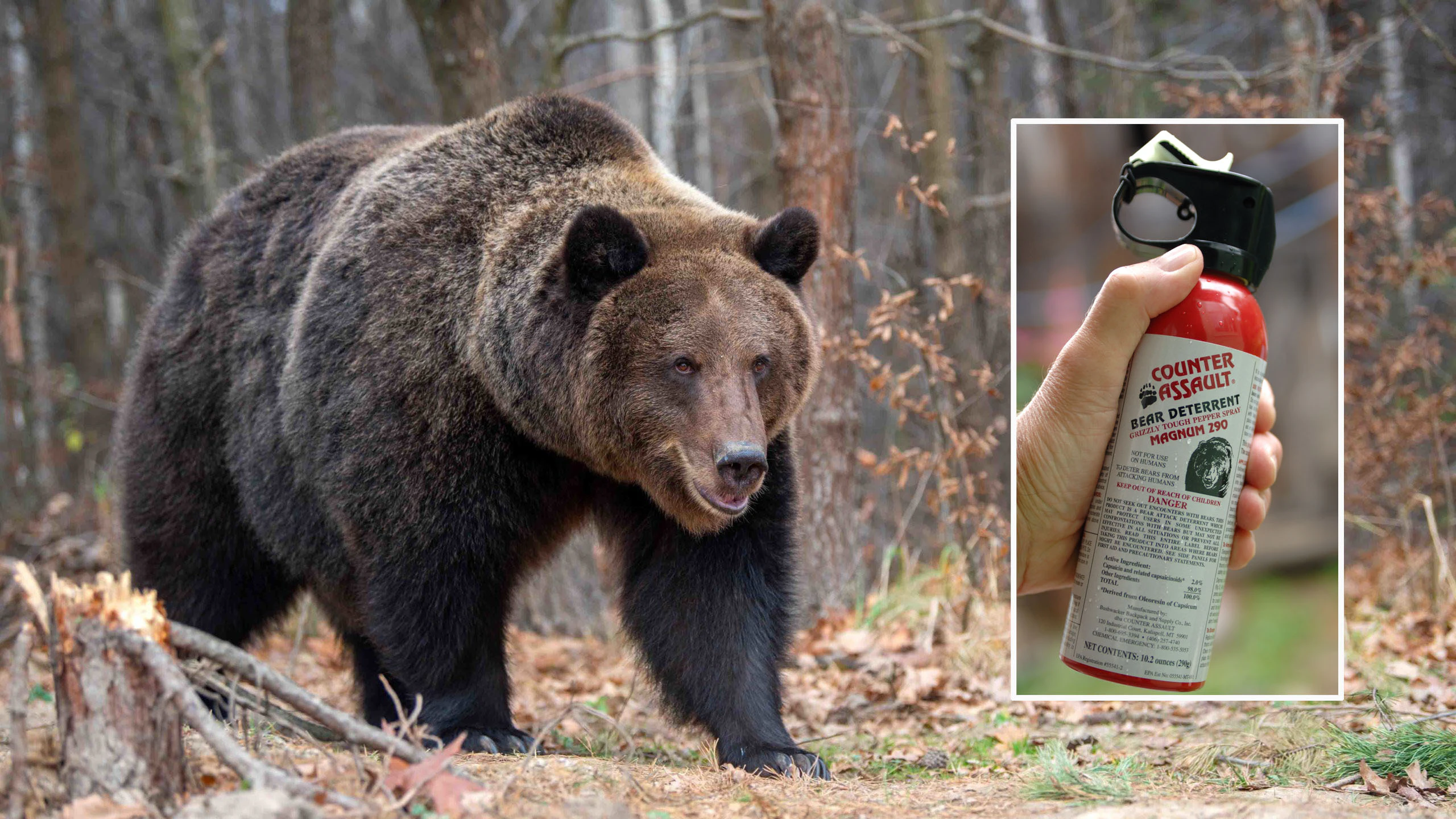 Grizzly advocates in Montana want bear spray to be mandatory for hunters like wearing fluorescent orange is now.