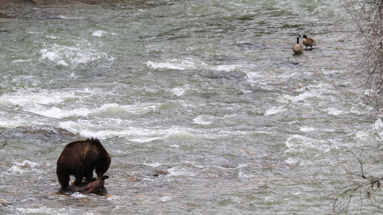 A young male grizzly gorges himself on a big game carcass he found in the middle of the Hoback River. Fortunately for him, no other grizzlies showed up to try stealing it.