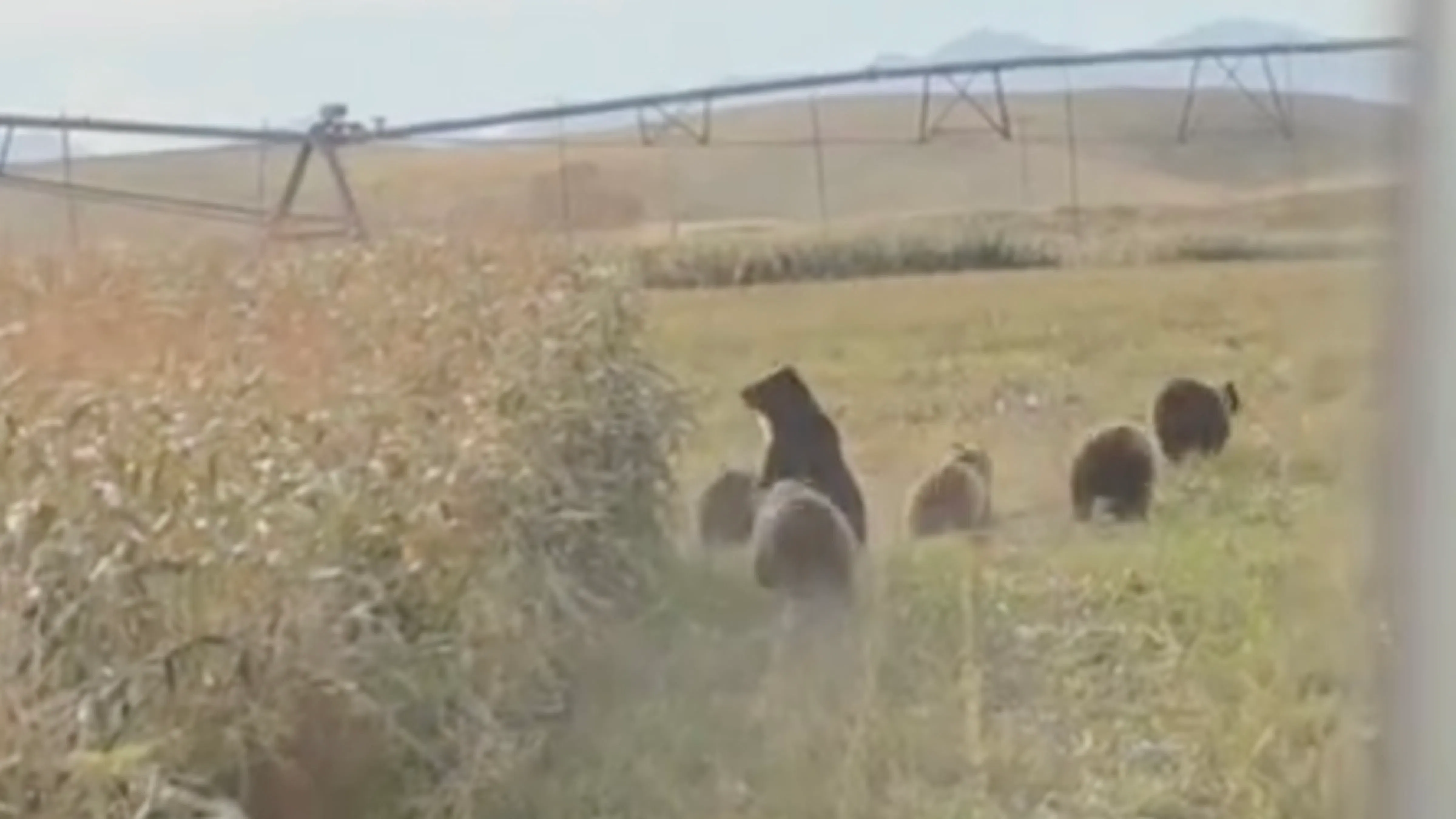 Grizzly bears scatter like gigantic mice at the approach of a combine in a Montana cornfield, in a video reportedly taken Thursday near the tiny Rocky Mountain Front community of Augusta.