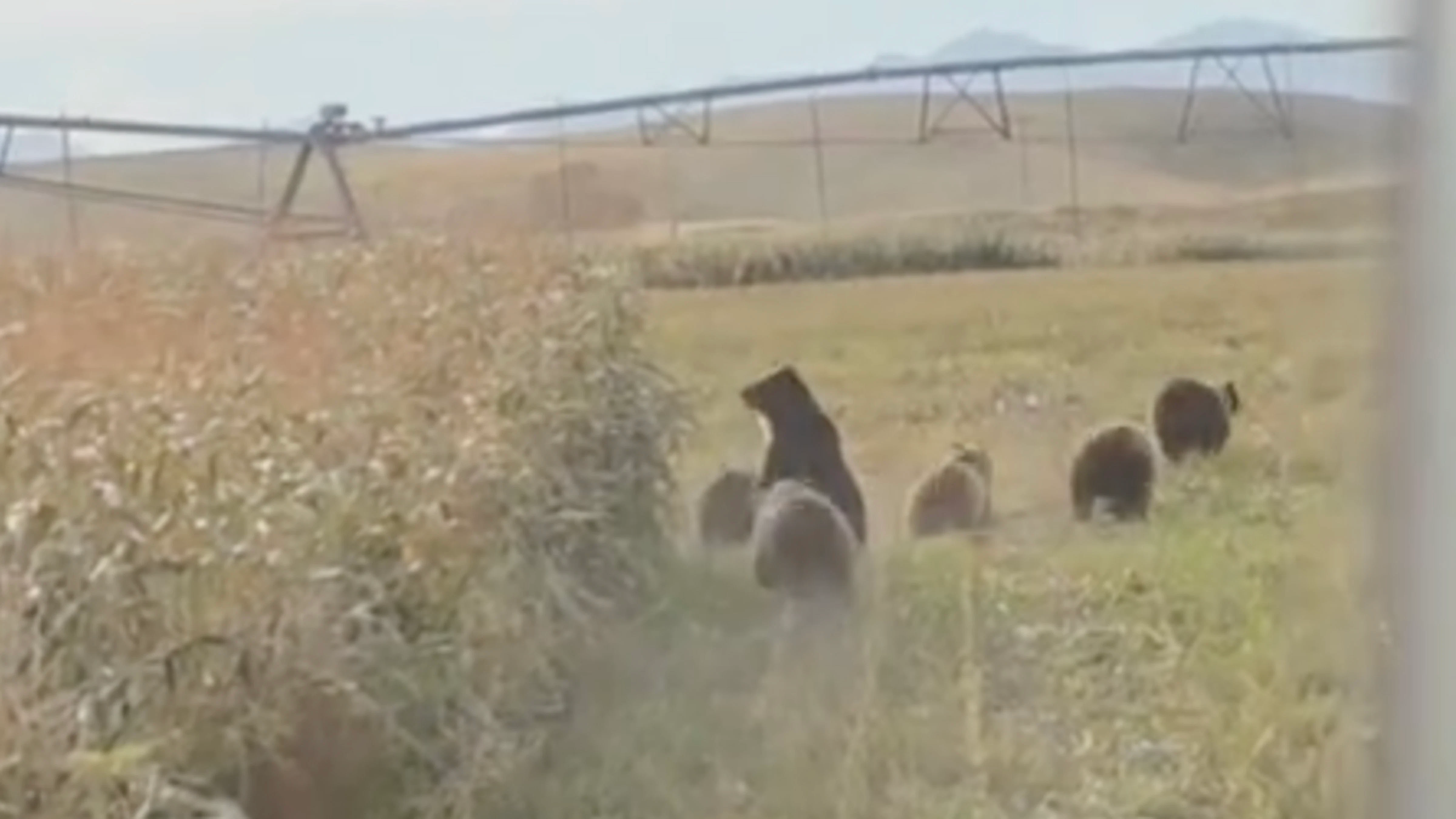 Grizzly bears scatter like gigantic mice at the approach of a combine in a Montana cornfield, in a video reportedly taken Thursday near the tiny Rocky Mountain Front community of Augusta.