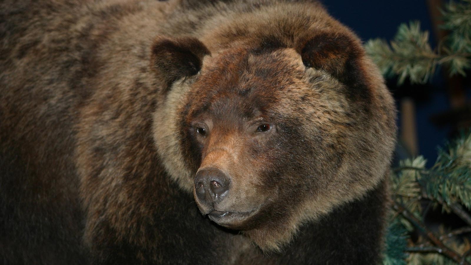 Grizzly 104 predated Grizzly 399 as Wyoming’s most famous bear, until she was struck and killed by a vehicle in 2001. A taxidermy mount of her is on display at the Draper Natural History Museum at the Buffalo Bill Center of the West in Cody.