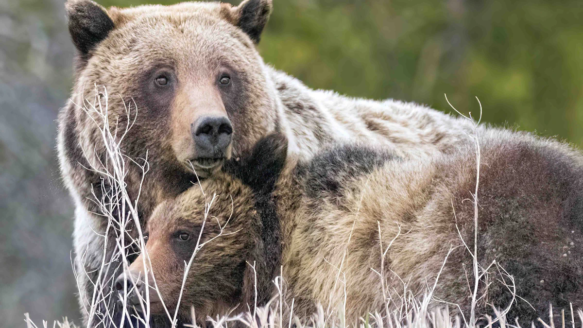 tobacco root mountains grizzly bears bear confirmed in Montana's The grizzly bears of Toba