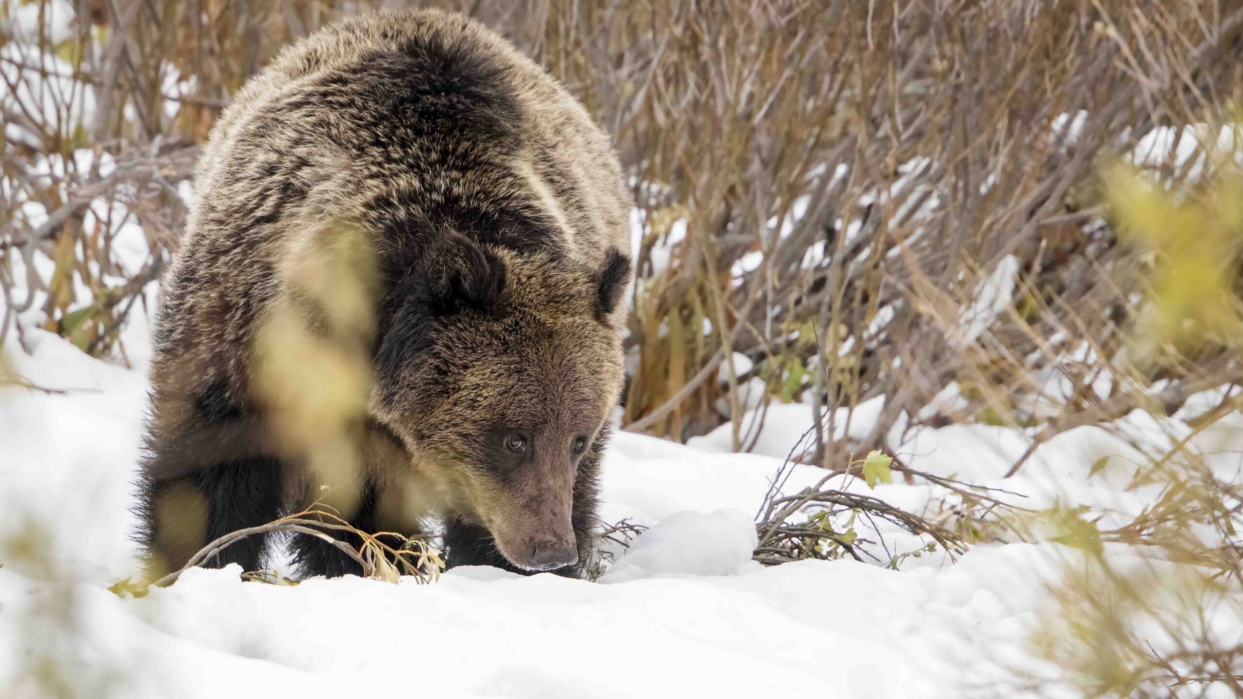 Here Come The Bears! First Grizzly Of The Season Spotted In Yellowstone ...