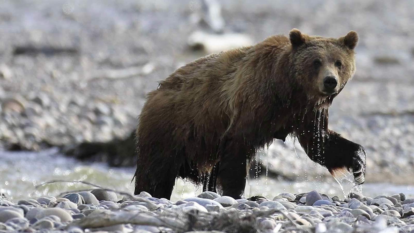 During her long life, Wyoming’s Grizzly 399 gained a loyal, worldwide fanbase. Now that she’s gone – struck and killed by a vehicle – many of her admirers don’t want a taxidermy mount of her. Rather, she should be cremated and returned to nature, they say.