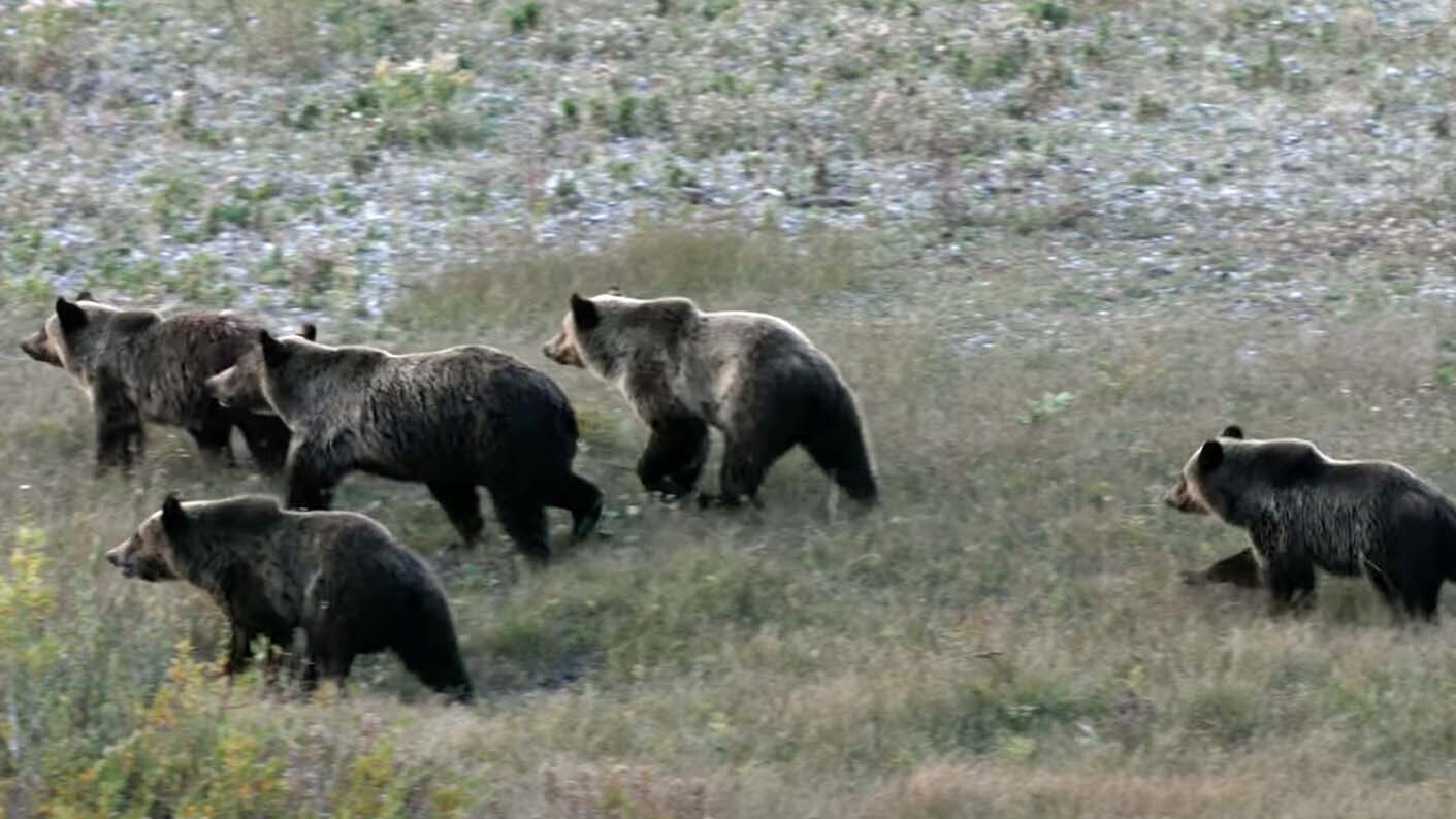 Grizzly 399 12 13 21 c2