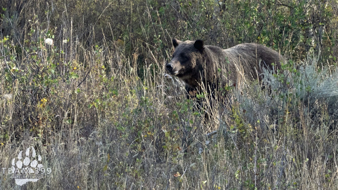 Wyoming's Grizzly 399 Reappears, But Won't Get Teeth Cleaned
