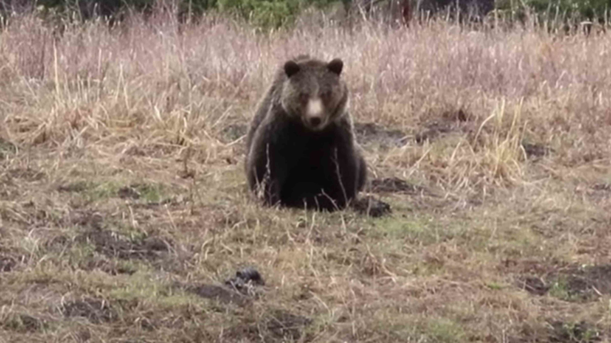 Grizzly 5 5 22 scaled