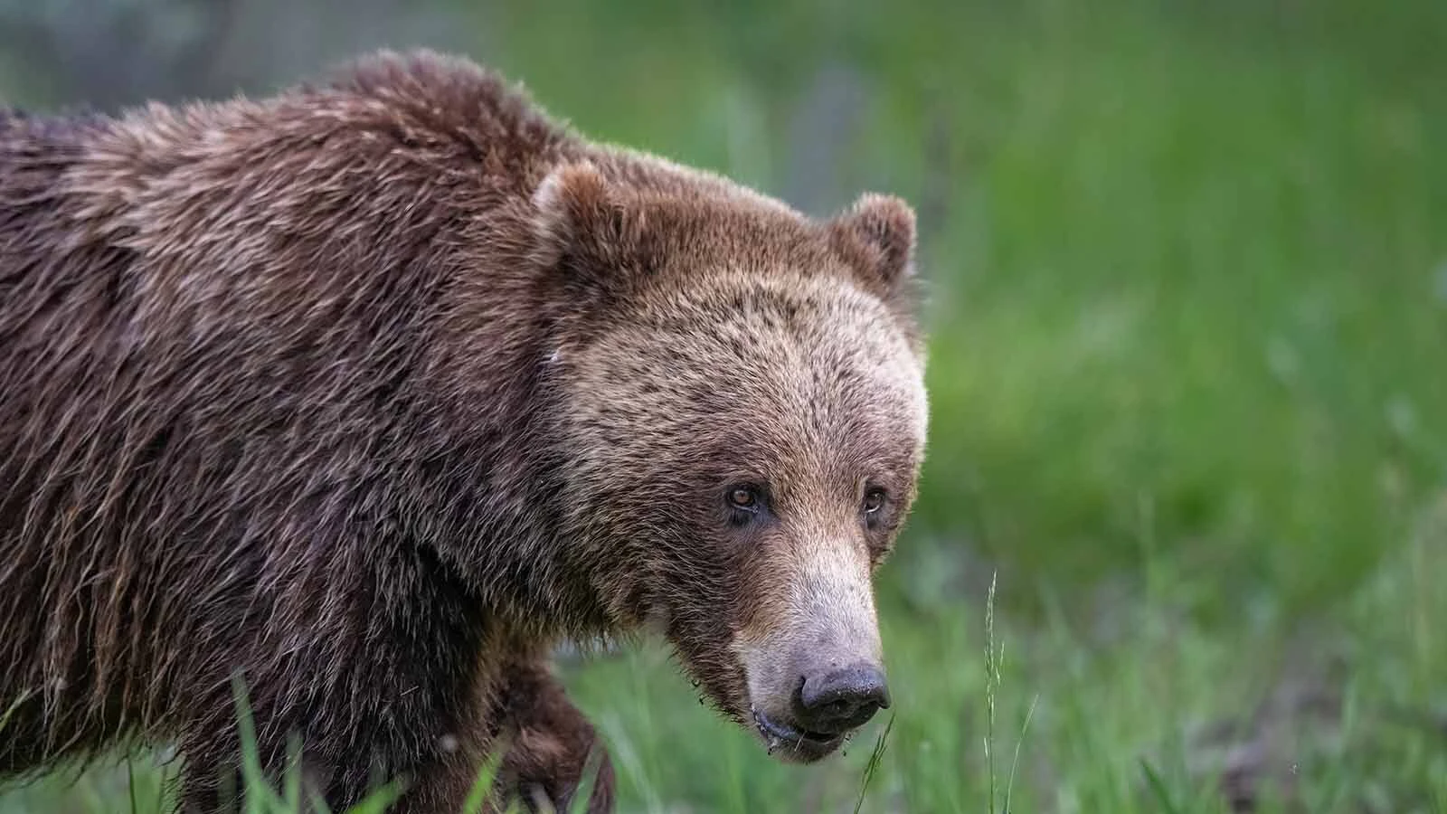 Grizzy 610 is one of Wyoming’s most beloved bears. She hasn’t emerged yet this spring, but her fans hope that means she’s had cubs again.