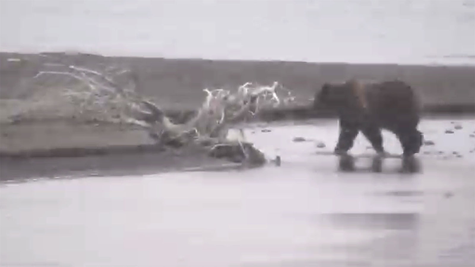 This image from a video taken from a distance by Fred McClanahan Jr. shows a grizzly running along the shore of Buffalo Bill Reservoir near Cody, Wyoming, during a smattering of spring snow.
