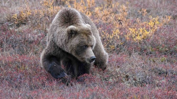 Ultramarathon trail runners in Alberta, Canada, had to be re-routed late Sunday after a grizzly charged and followed nearby campers. A Wyoming ultramarathoner says racers should carry bear spray in grizzly country.