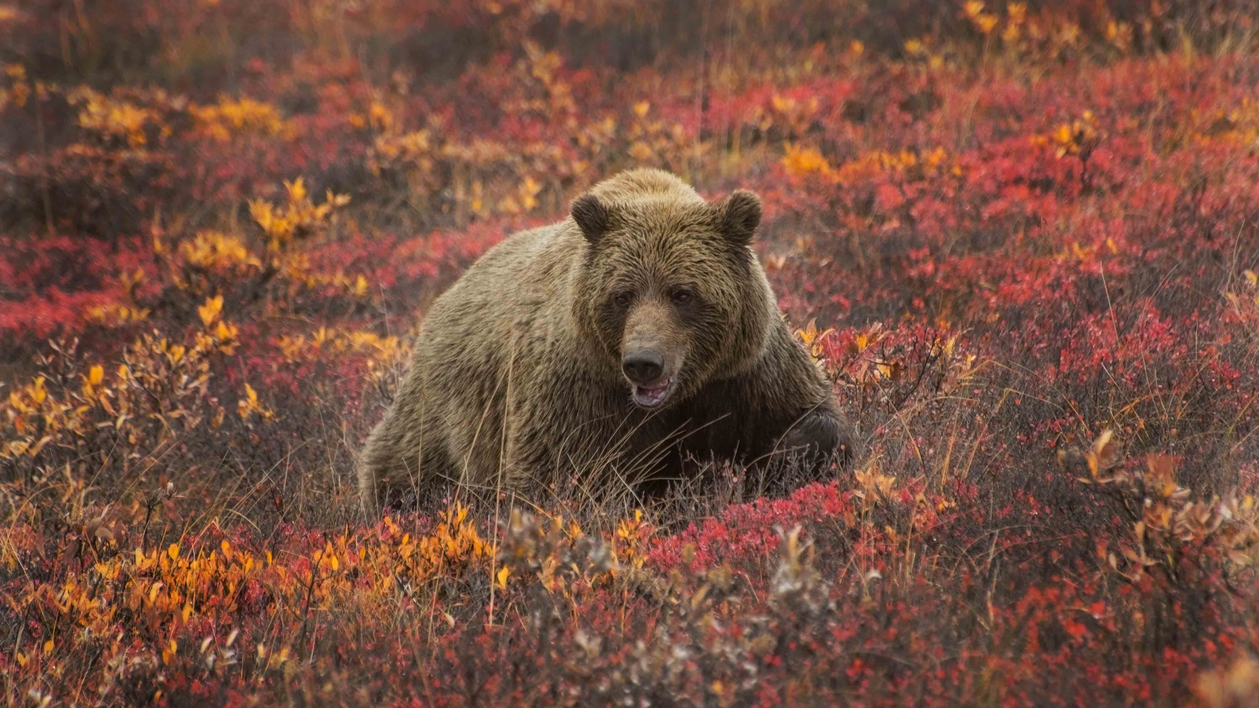 Male Bear Kills, Cannibalizes 2 Of Grizzly 1063's 3 Yearling Cubs