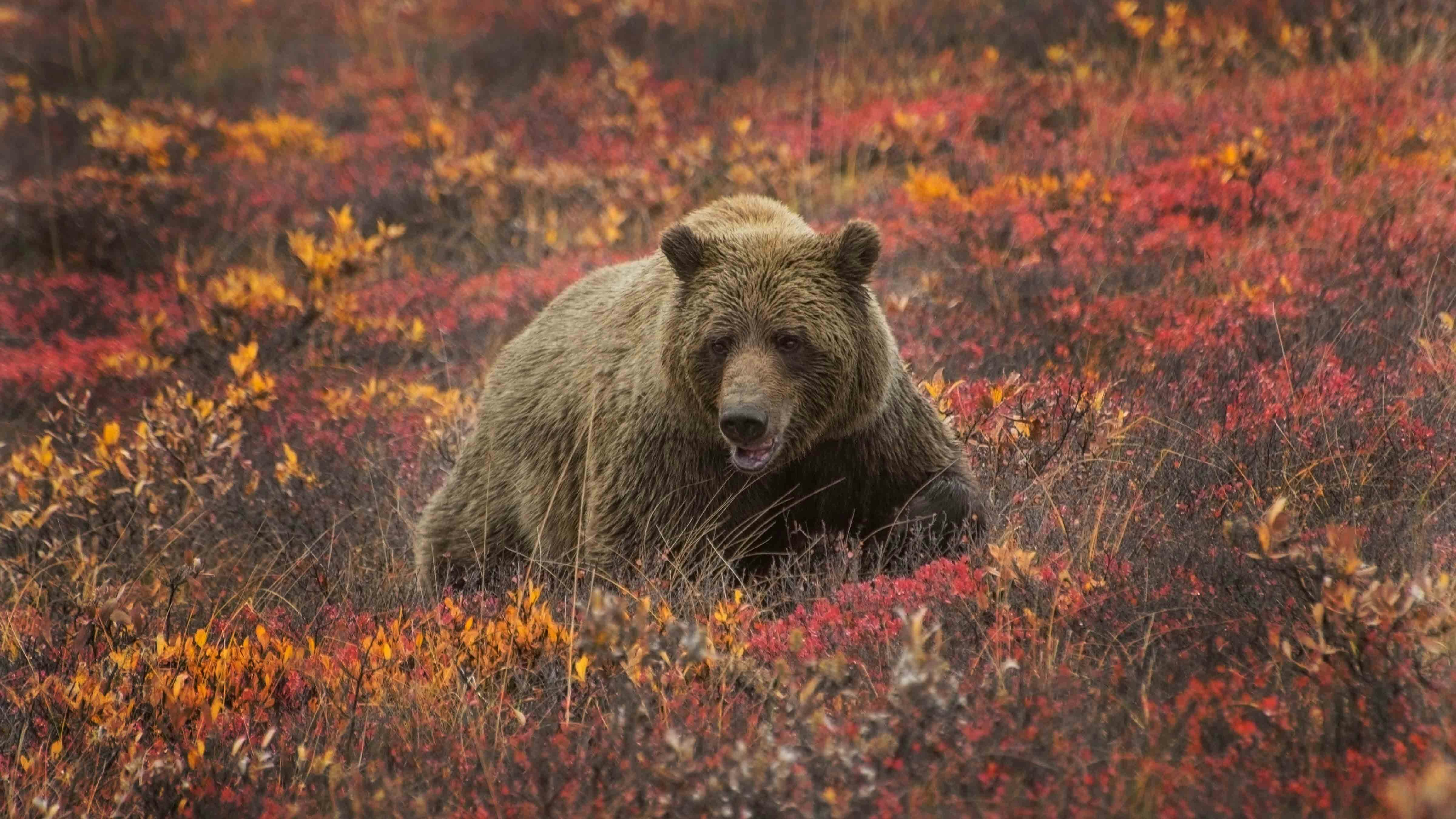 A grizzly bear attack on a group of about 20 on a school picnic in remote British Columbia, Canada, was a rare occurrence that has left bear experts puzzled. Four people, including three children, were seriously hurt.