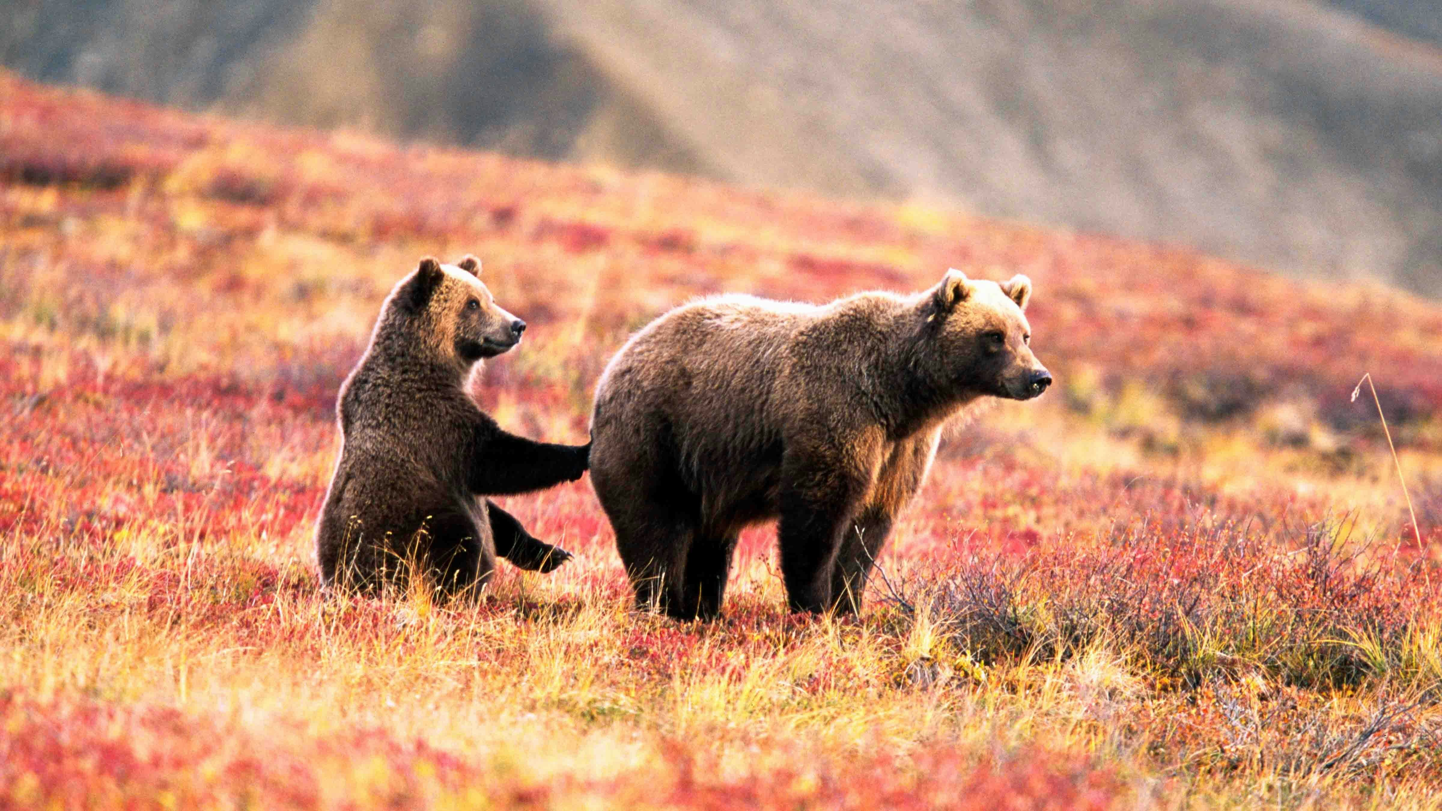 Grizzly autumn 11 8 25