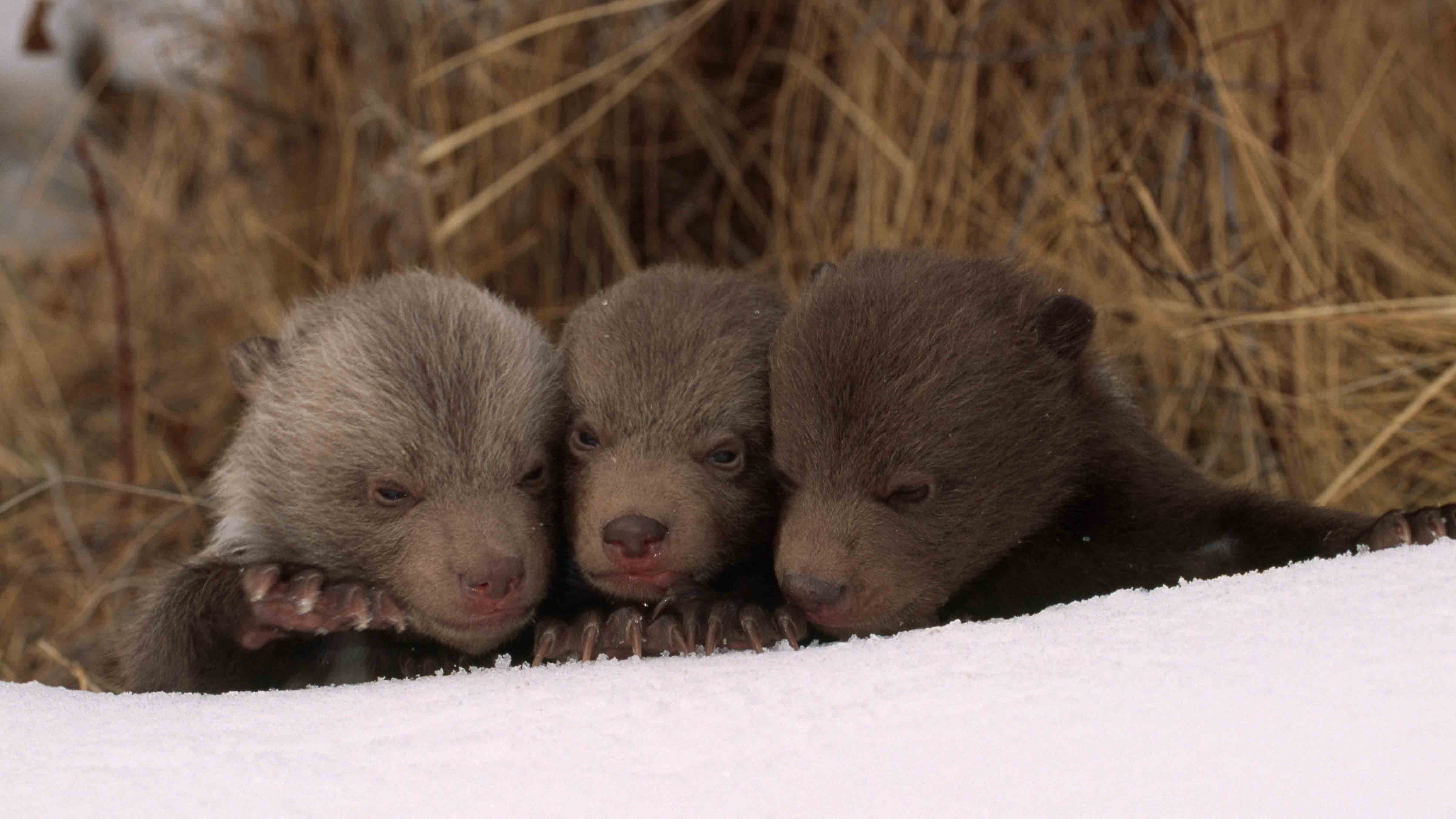Three very young grizzly cubs in snow.