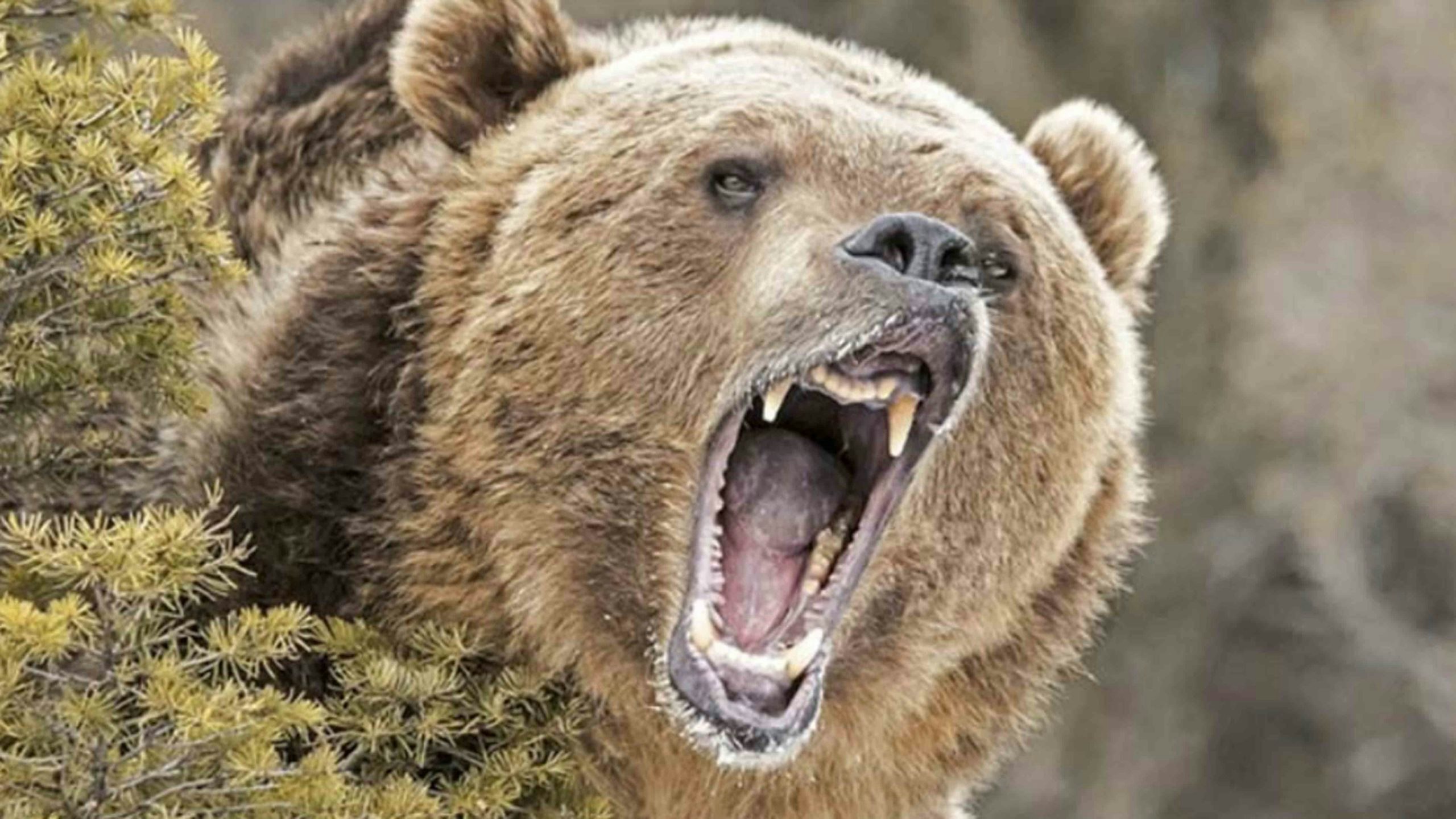 To Stop A Grizzly And How Bear Spray Saved A Life