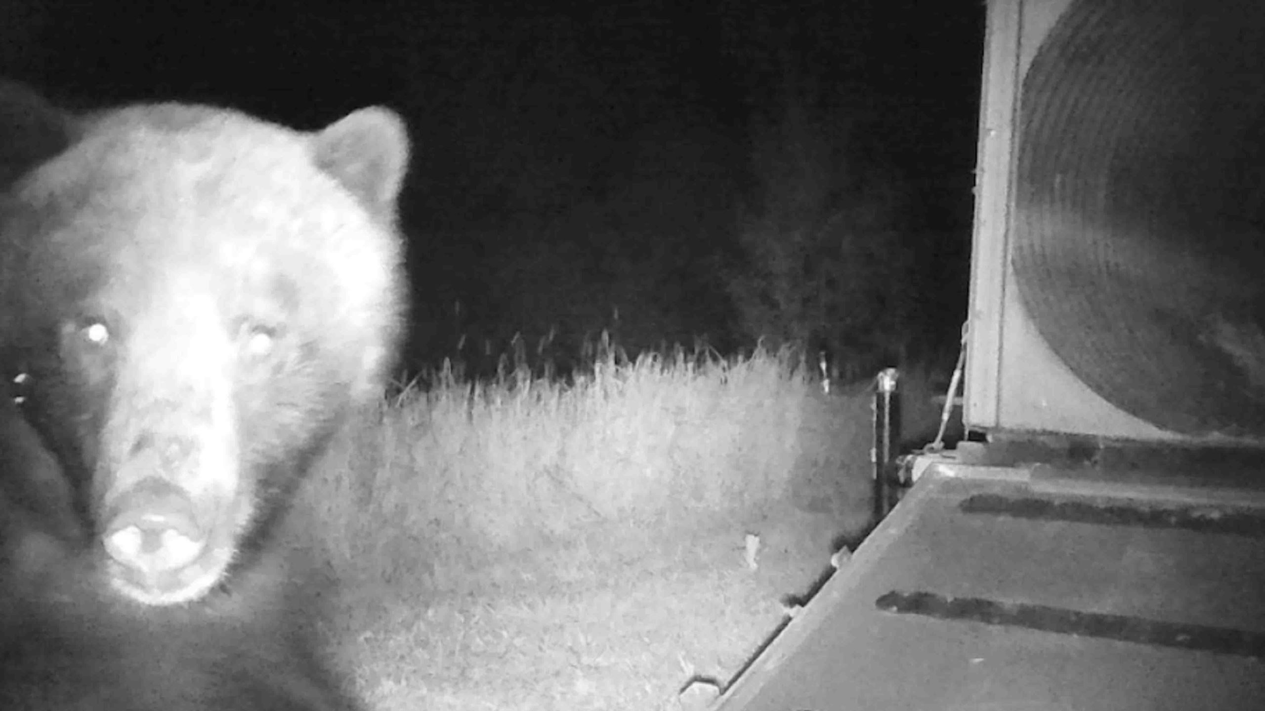 Grizzly black white webcam 7 24 22 scaled