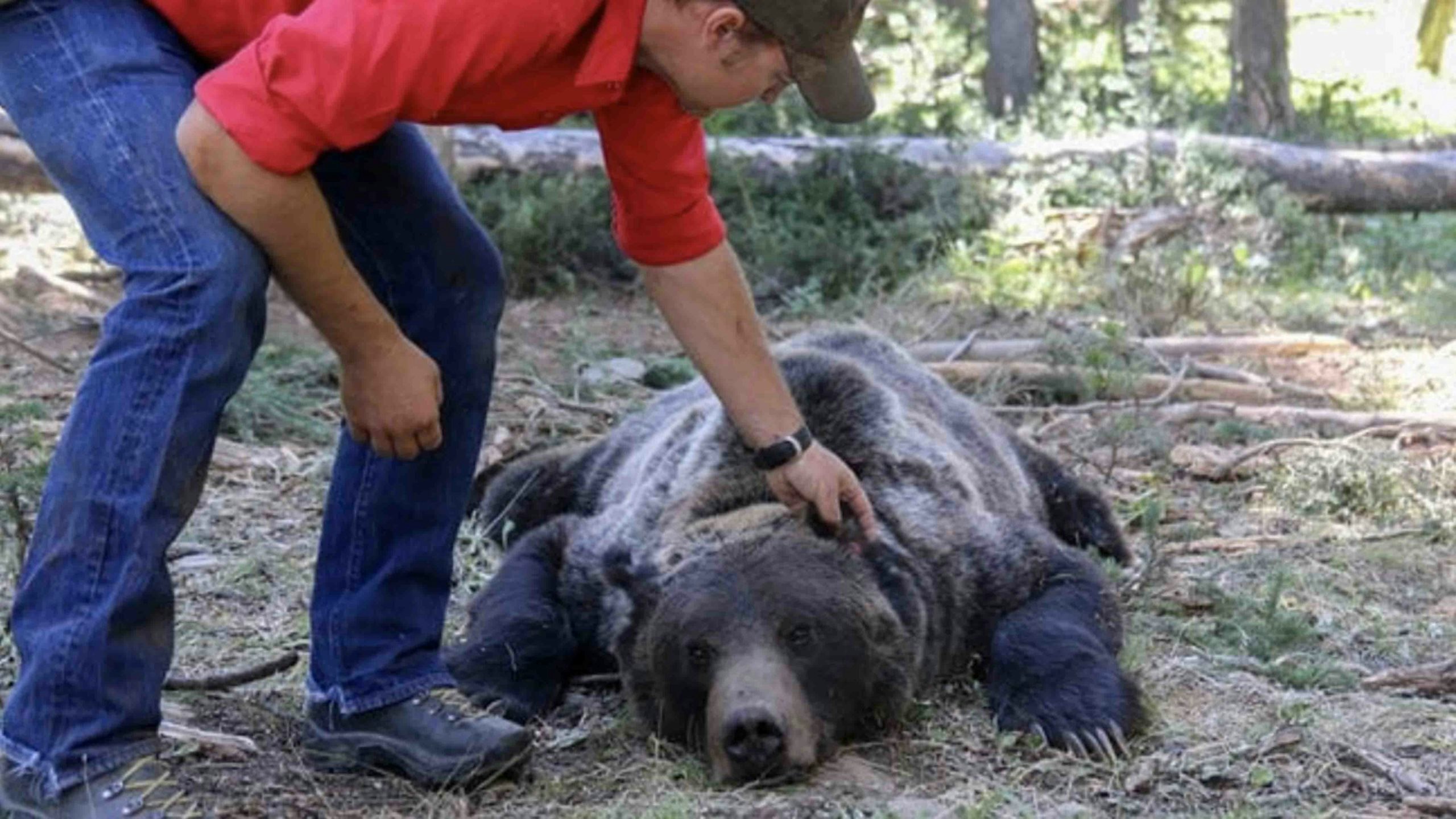 Grizzly capture 3 10 22 scaled