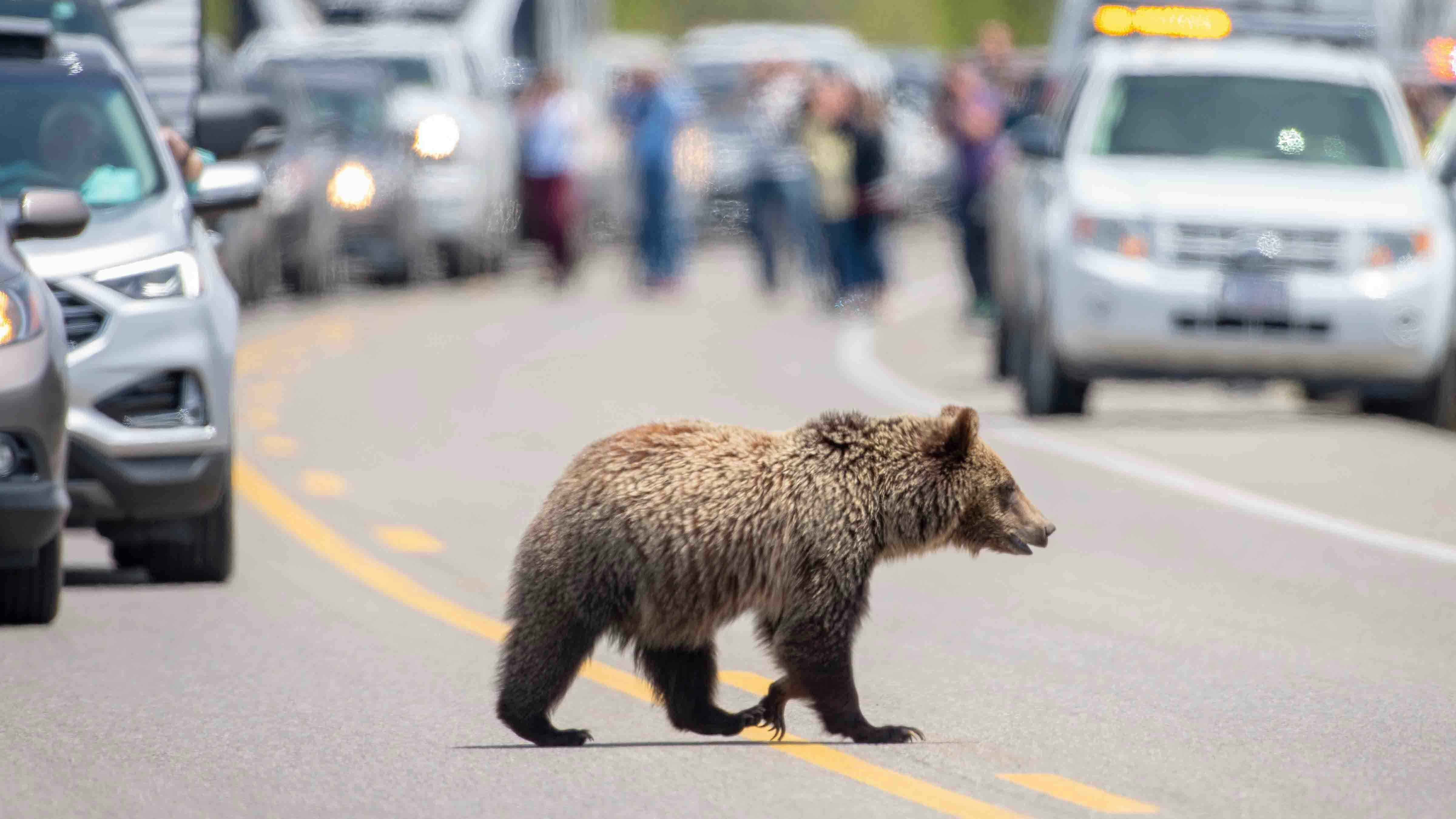 Grizzly crossing road 7 16 24