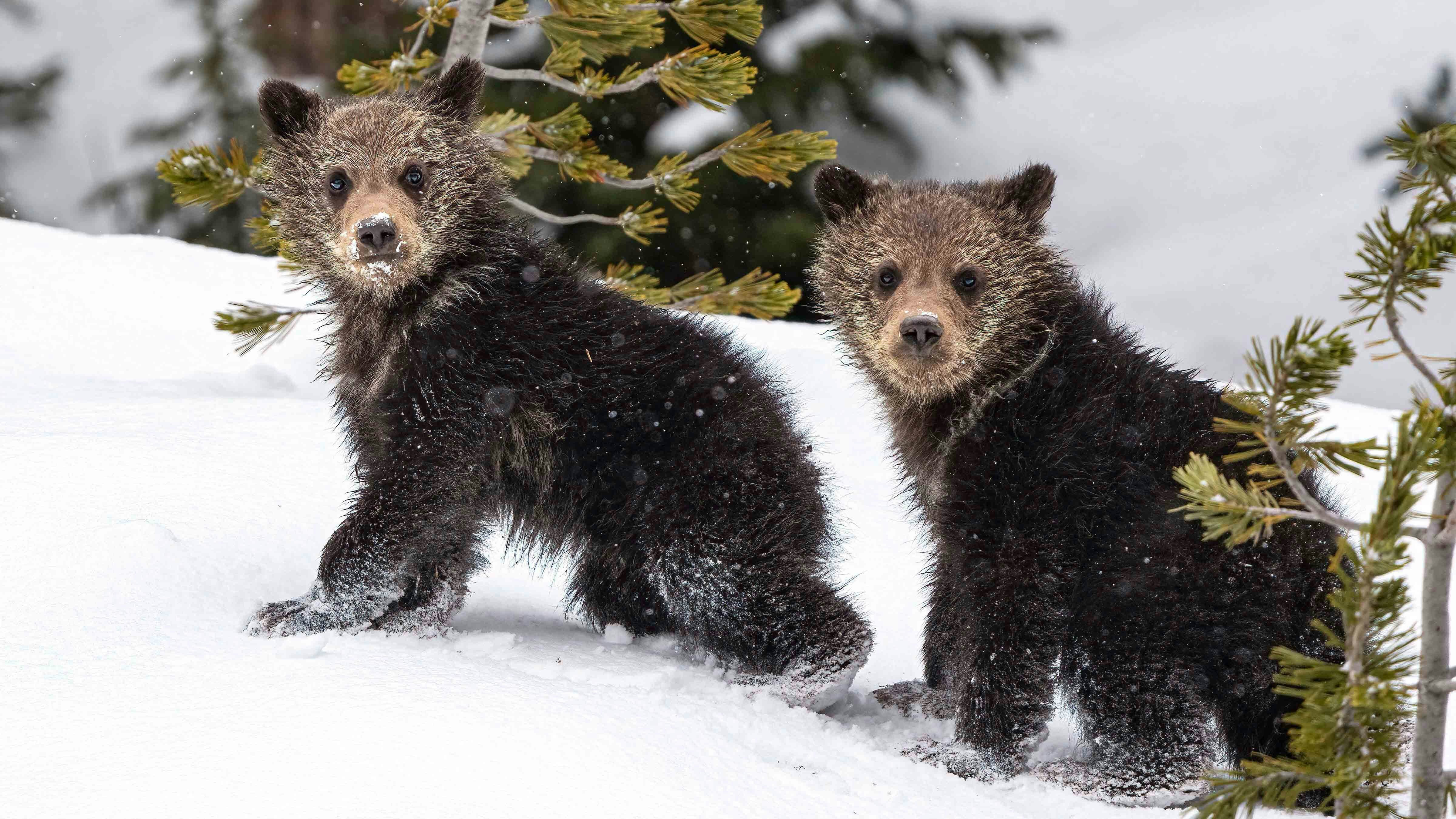 Grizzly bear cubs in Yellowstone on May 8, 2021