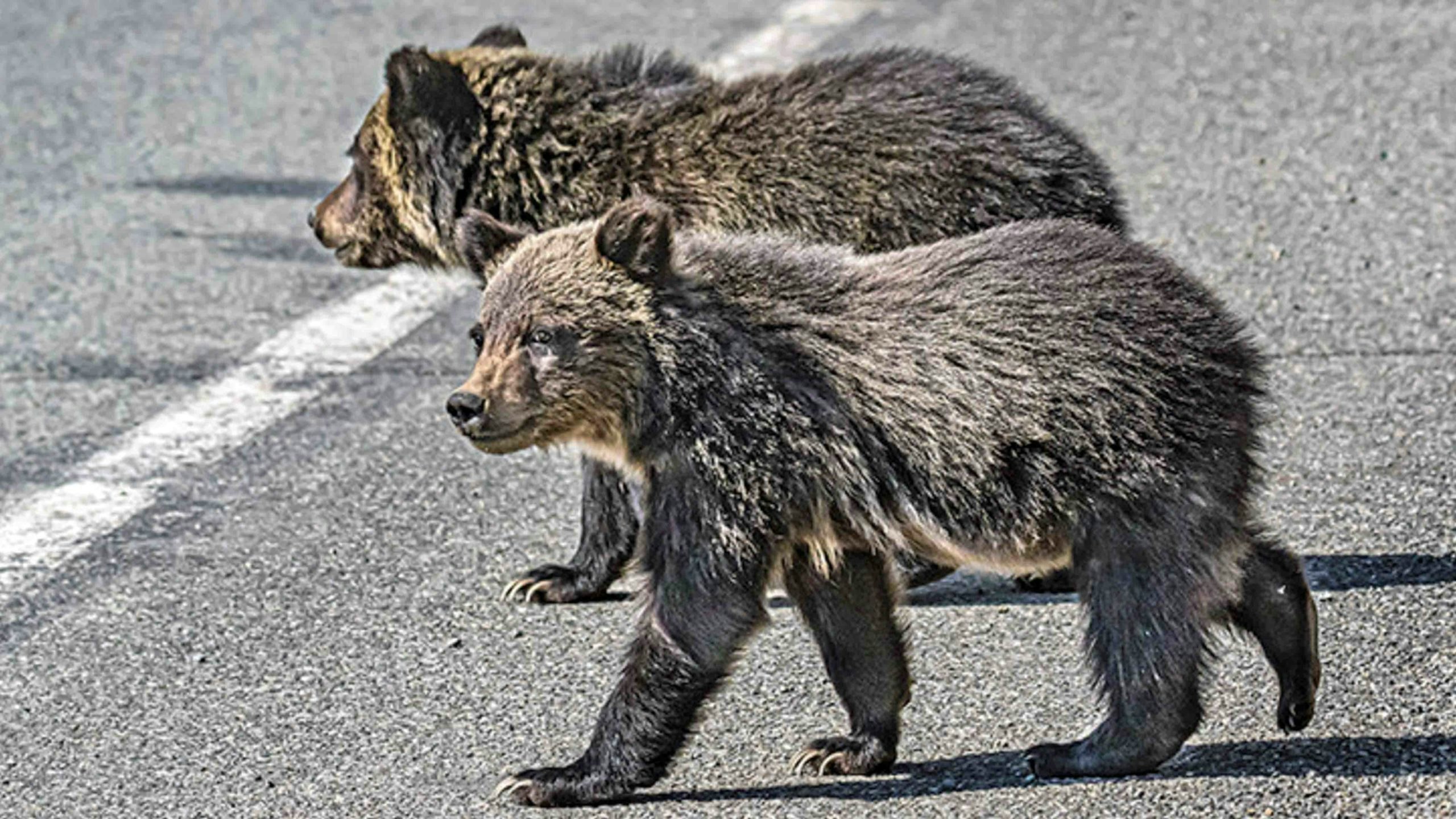 Grizzly cubs scaled