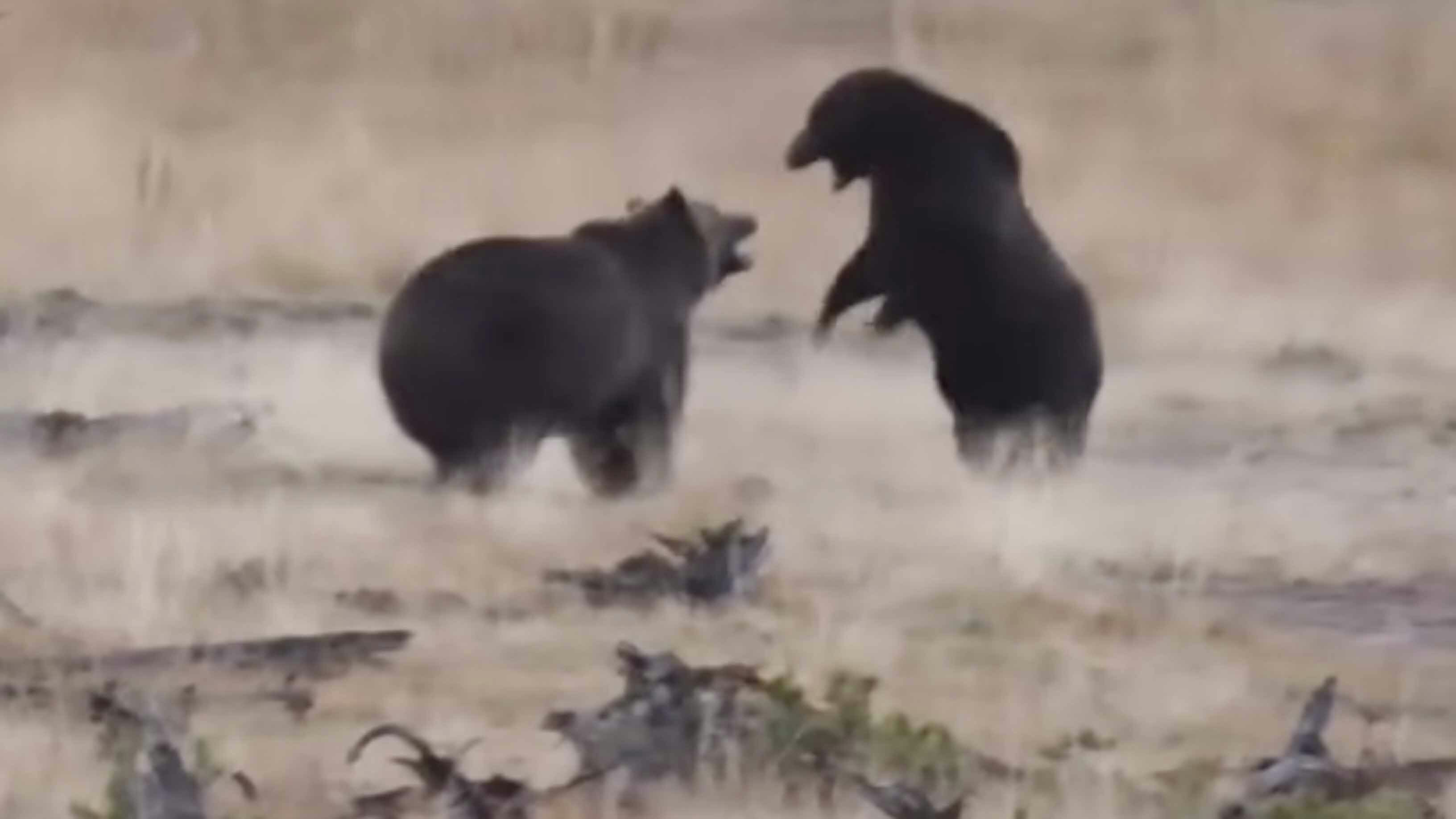 Grizzly fight 10 5 23