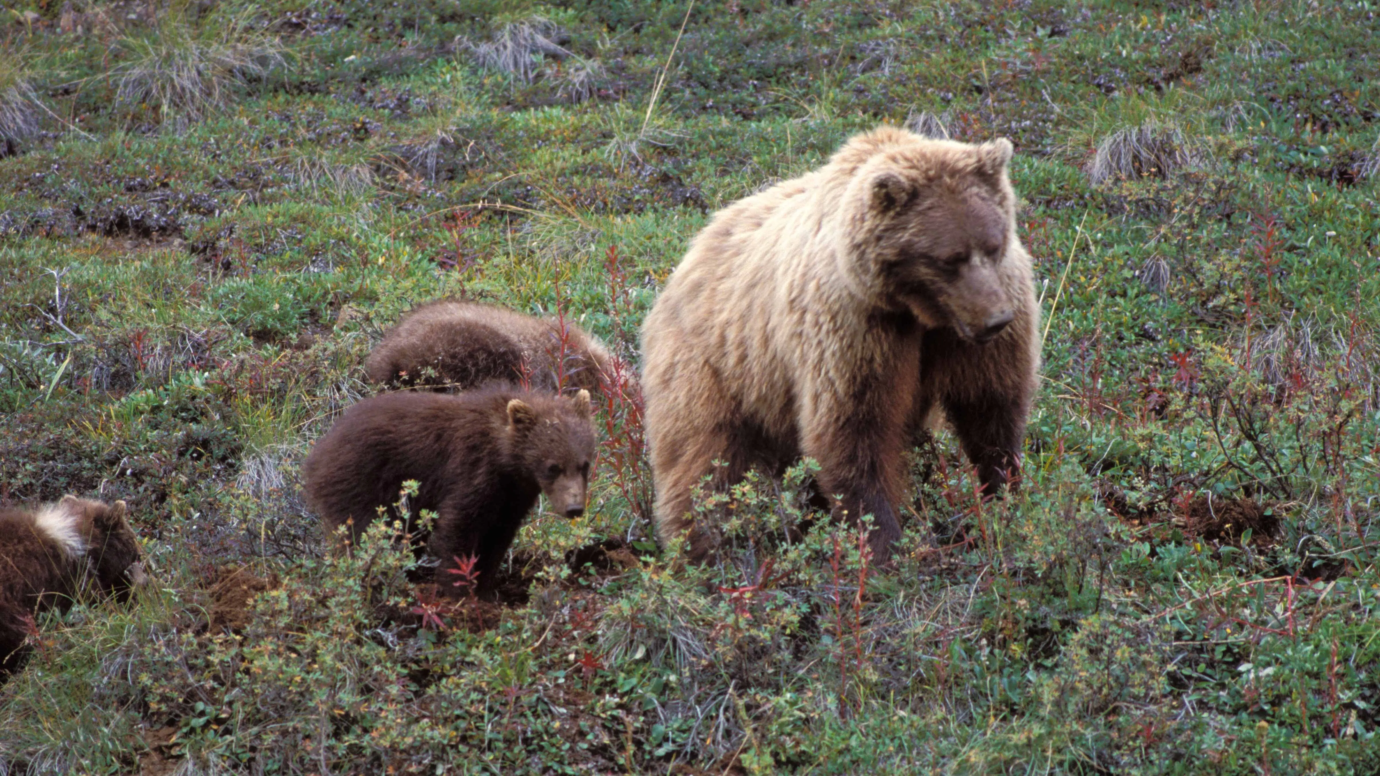 Grizzly food 8 10 26