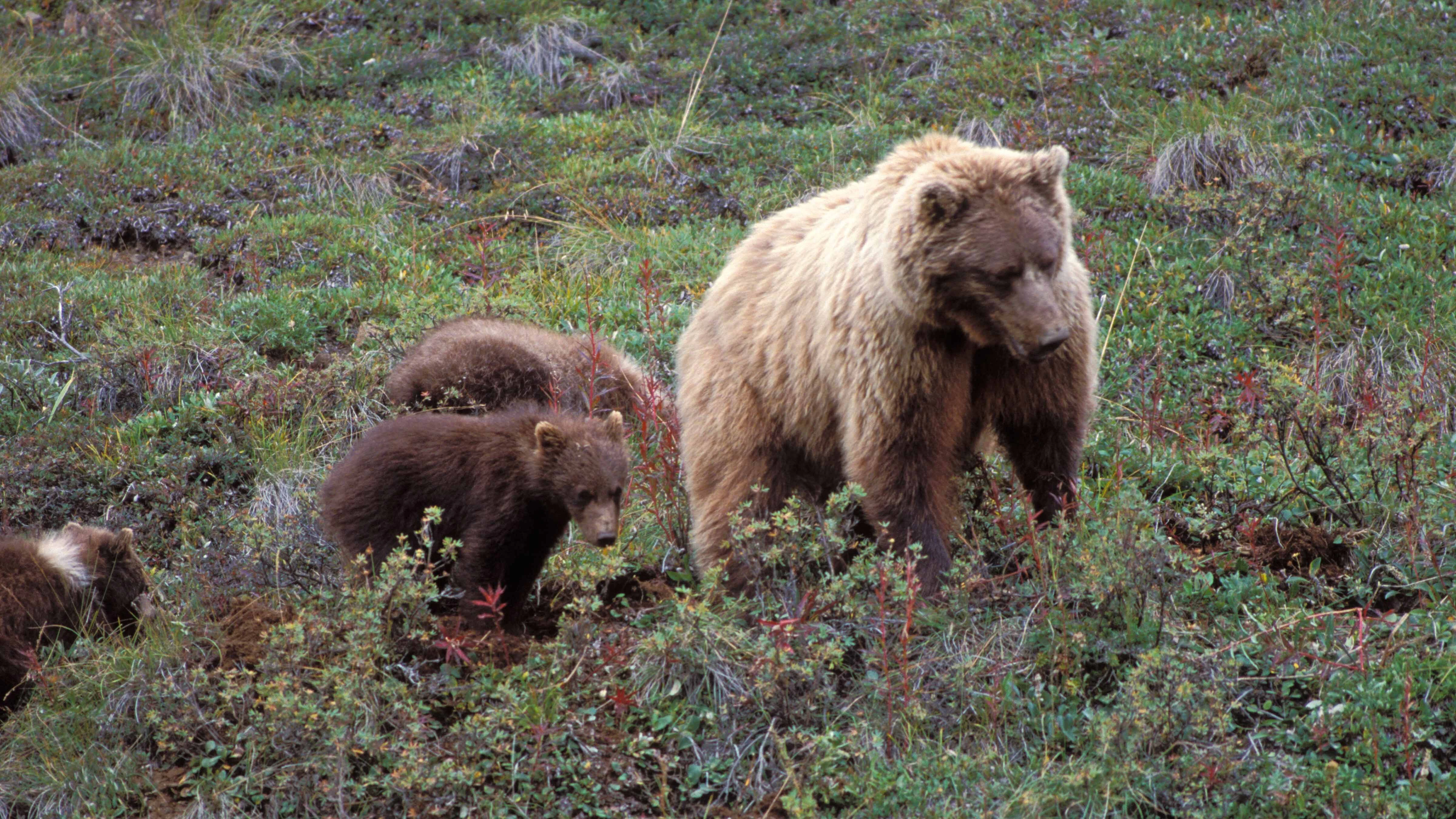 Grizzly food 8 10 26