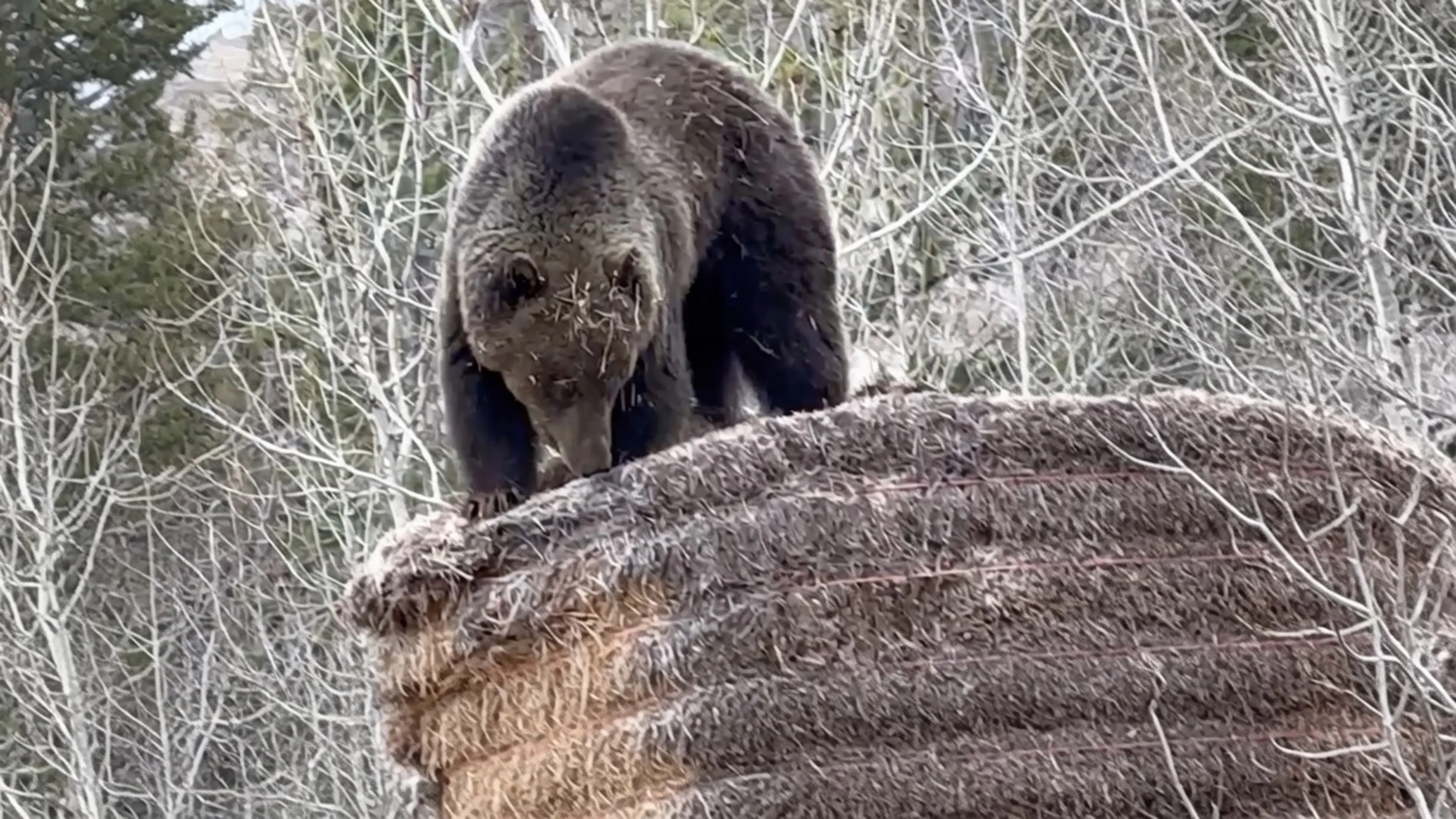 Cody resident Aubrey Slackey saw a grizzly tearing into some hay bales near Yellowstone and started shooting video.