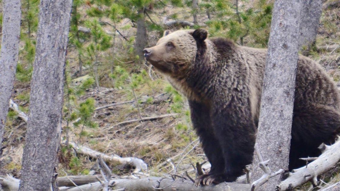 80-Year-Old Montana Man Gets Two Months In Jail For Killing Grizzly, Evidence Tampering