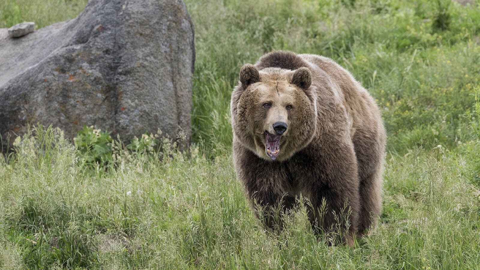 A grizzly vocalizes in the Wyoming wilderness in this file photo. A young male grizzly was confirmed in the Bighorn Mountains of Wyoming, Game and Fish announced Monday, the first confirmation of years of rumors and stories that grizzlies have pushed east from Yellowstone.
