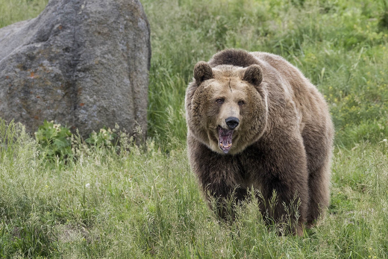 A grizzly vocalizes in the Wyoming wilderness in this file photo. A young male grizzly was confirmed in the Bighorn Mountains of Wyoming, Game and Fish announced Monday, the first confirmation of years of rumors and stories that grizzlies have pushed east from Yellowstone.